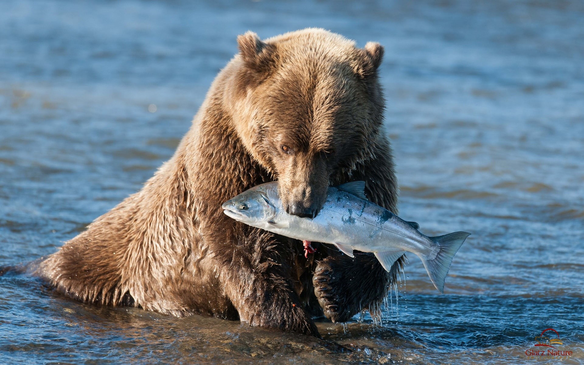 grizzly, Fish, Brown, Bear, Catching, 1080P, HD Wallpaper