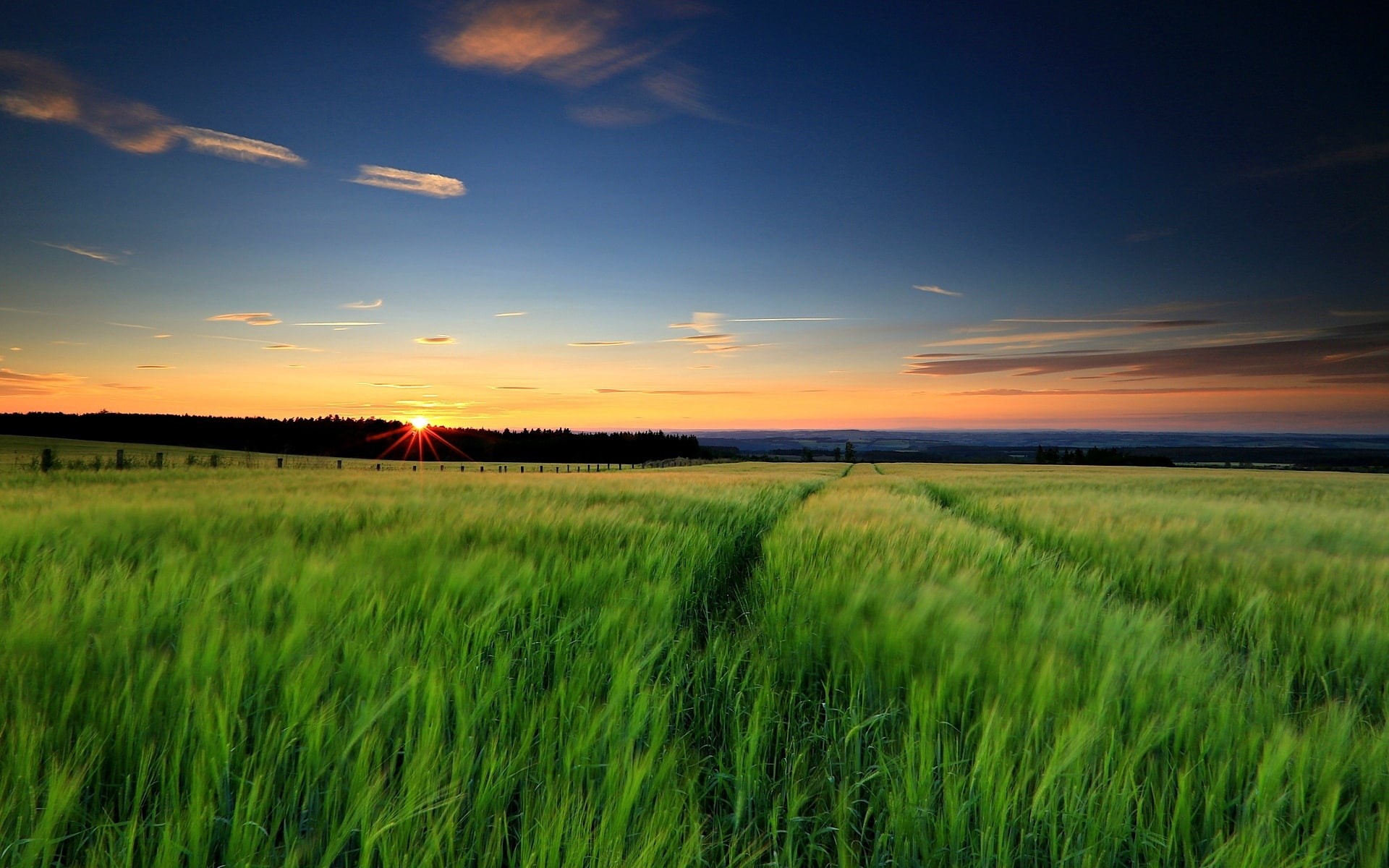 Grass, Evening, Sunset, Fields, Wheat, Green, Landscape, 1080P, Sky, Nature, HD Wallpaper