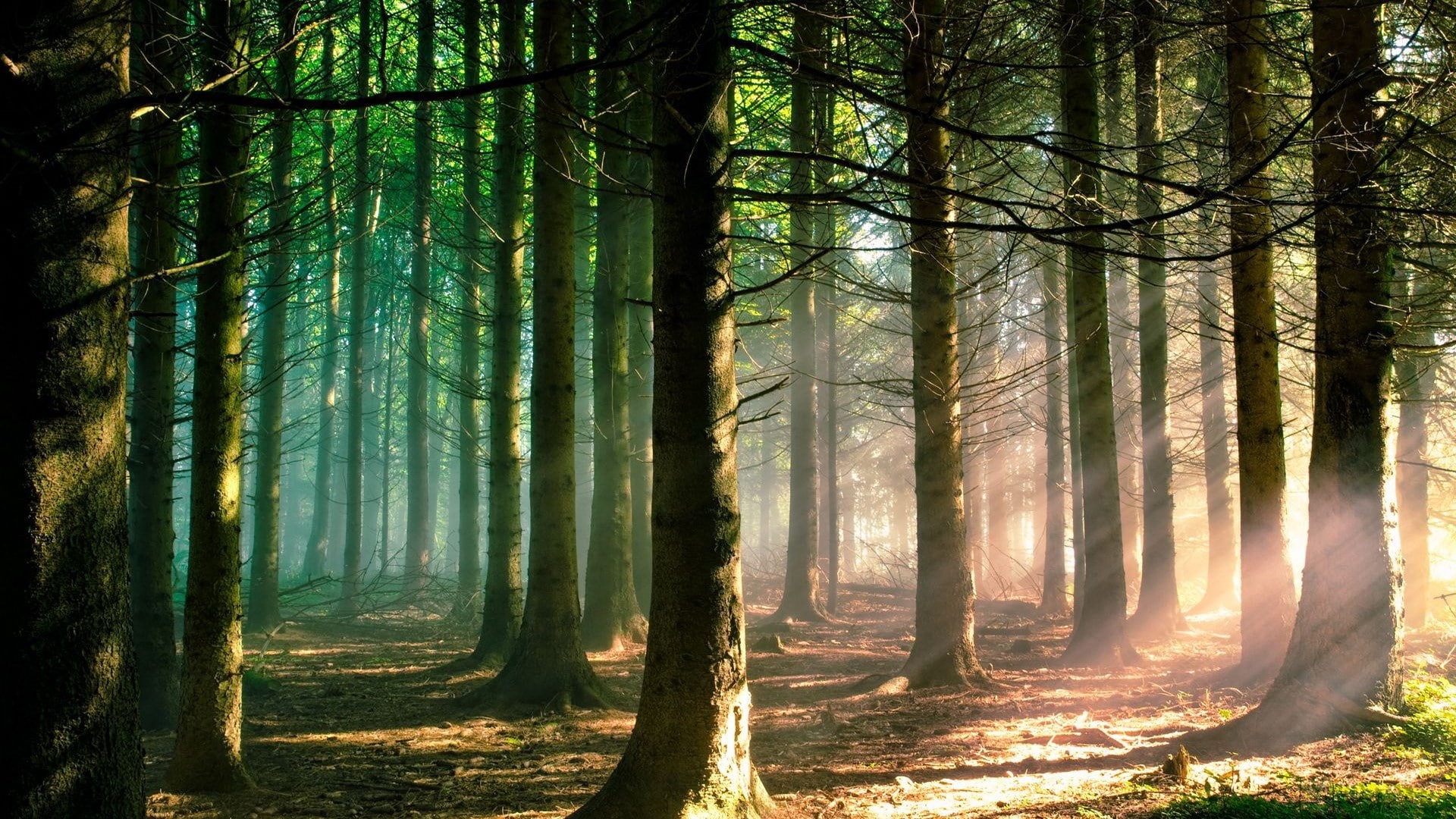 tranquility, land, bamboo - plant, scenics - nature, non-urban scene, forest, streaming, sunlight, idyllic, 1080P, woodland, tree, environment, remote, HD Wallpaper
