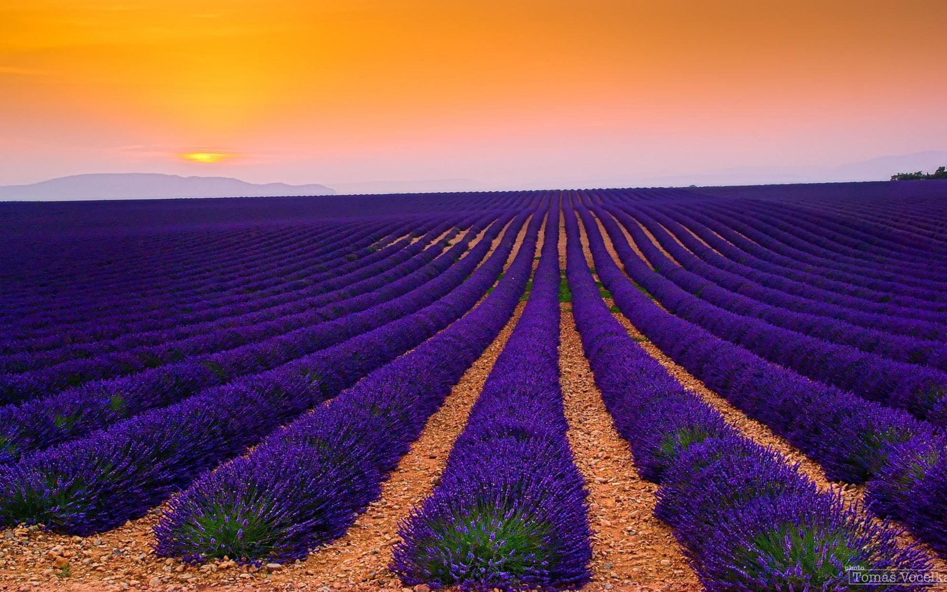1080P, landscape, tranquil scene, romantic sky, flower, outdoors, field, freshness, agriculture, land, in a row, tranquility, pc  in nature 1920x1200, HD Wallpaper