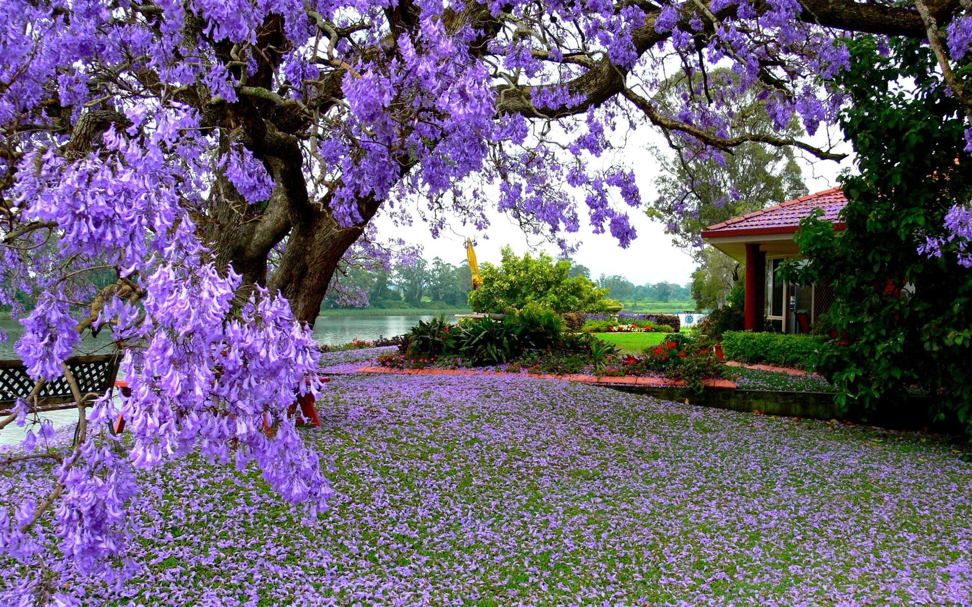 jacaranda, beauty, tree, garden, 3d and abstract, 1080P, house, jacara, HD Wallpaper