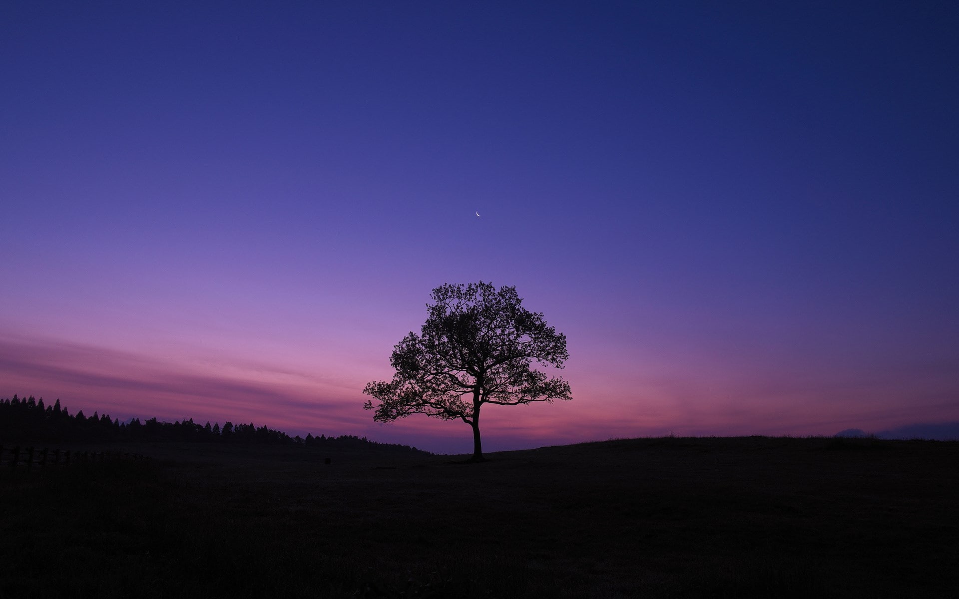 moonlight, sunset, purple, dark, nature, scenics - nature, sky, outdoors, tranquil scene, astronomy, environment, tree, night, plant, no people, non-urban scene, HD Wallpaper