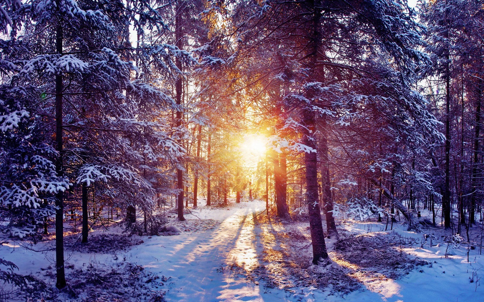 covering, tranquility, tranquil scene, woodland, full hd  nature 1080p  1920x1200, sunlight, environment, forest, lens flare, cold temperature, scenics - nature, HD Wallpaper