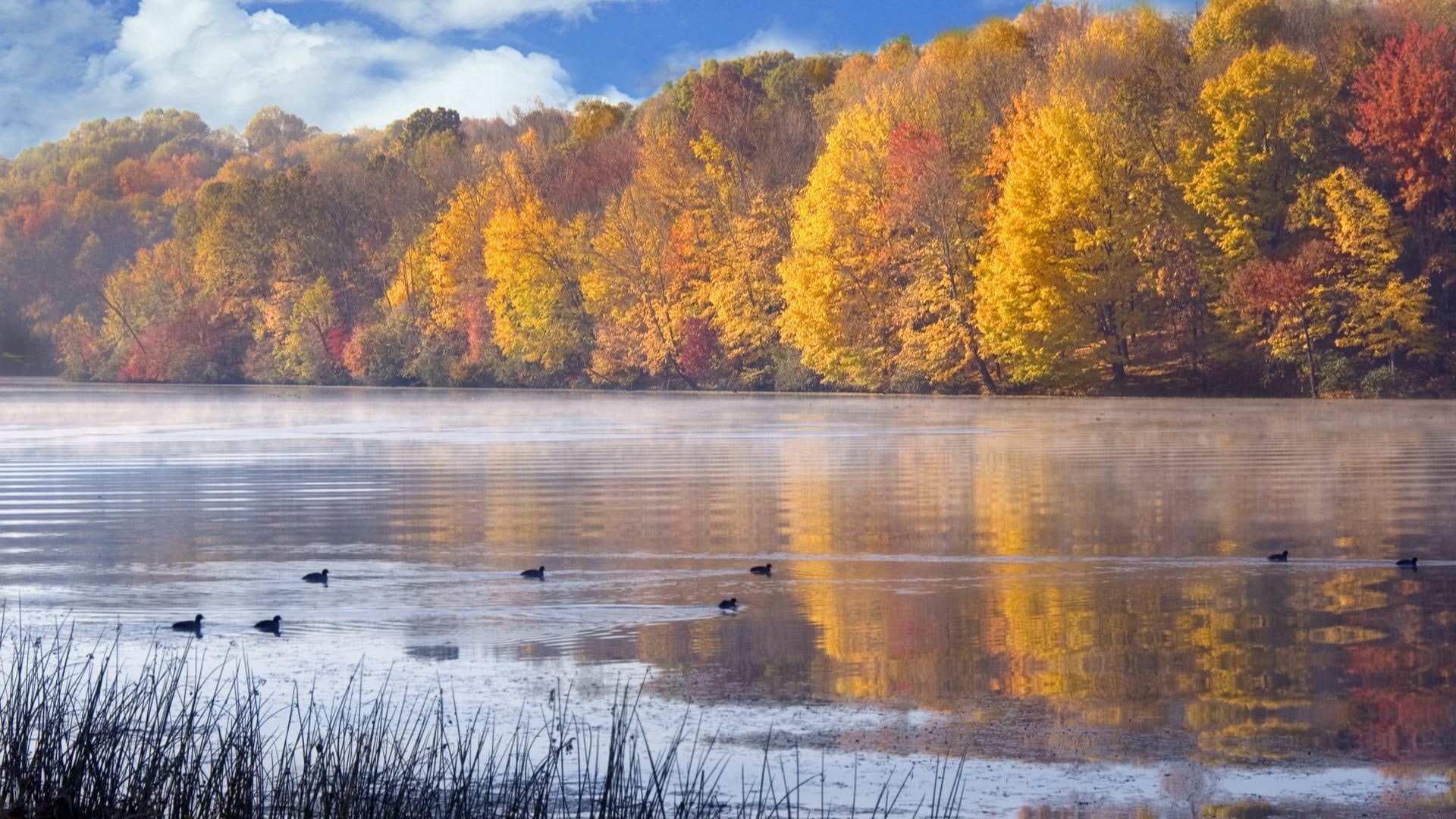 animals in the wild, group of animals, lake, nature full hd image 1920x1080, nature, no people, day, animal, animal wildlife, bird, beauty in nature, vertebrate, HD Wallpaper