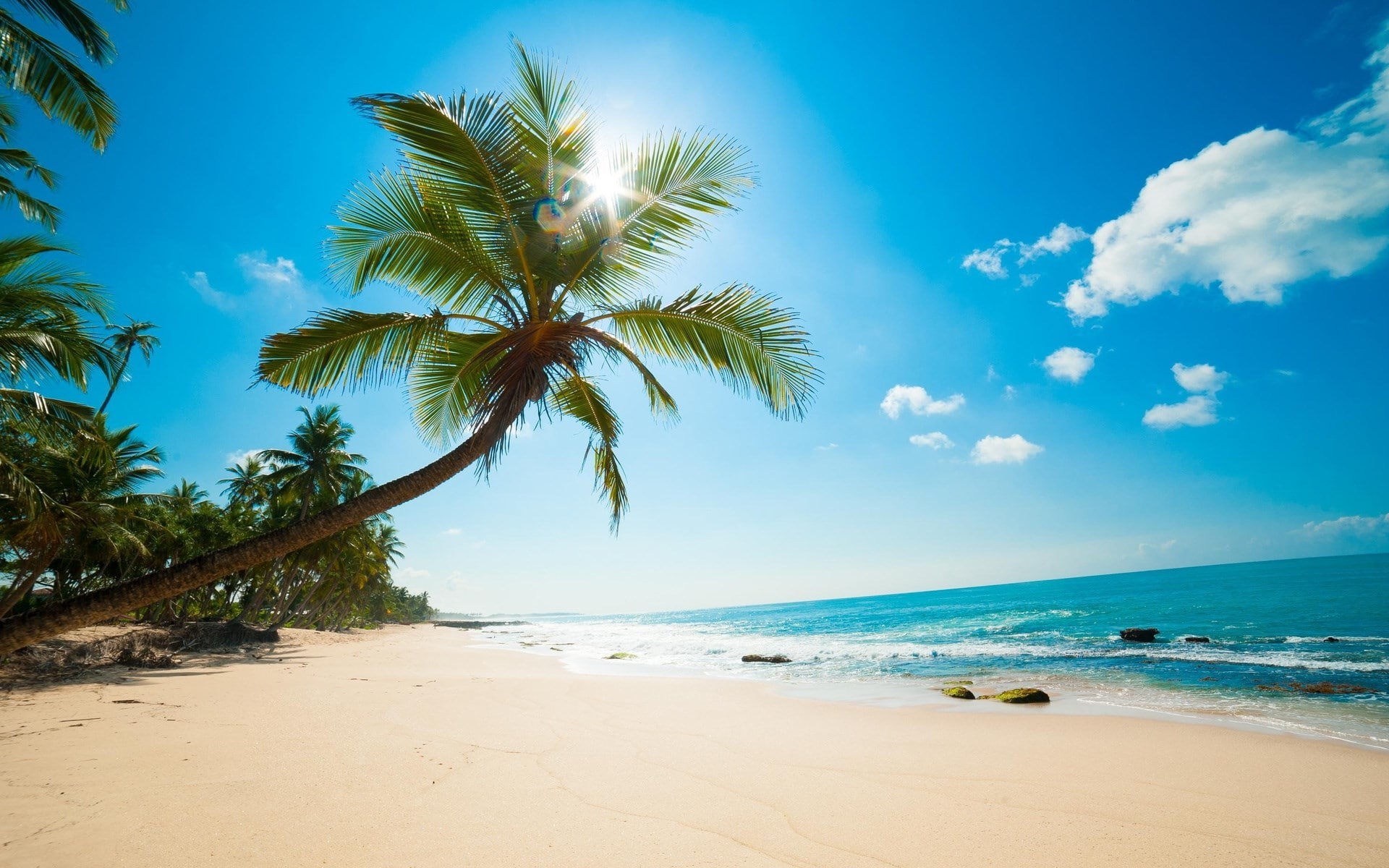 horizon, palm tree, sky, land, nature, sea, download full size nature  1920x1200, 1080P, water, non-urban scene, no people, sand, plant, scenics - nature, HD Wallpaper