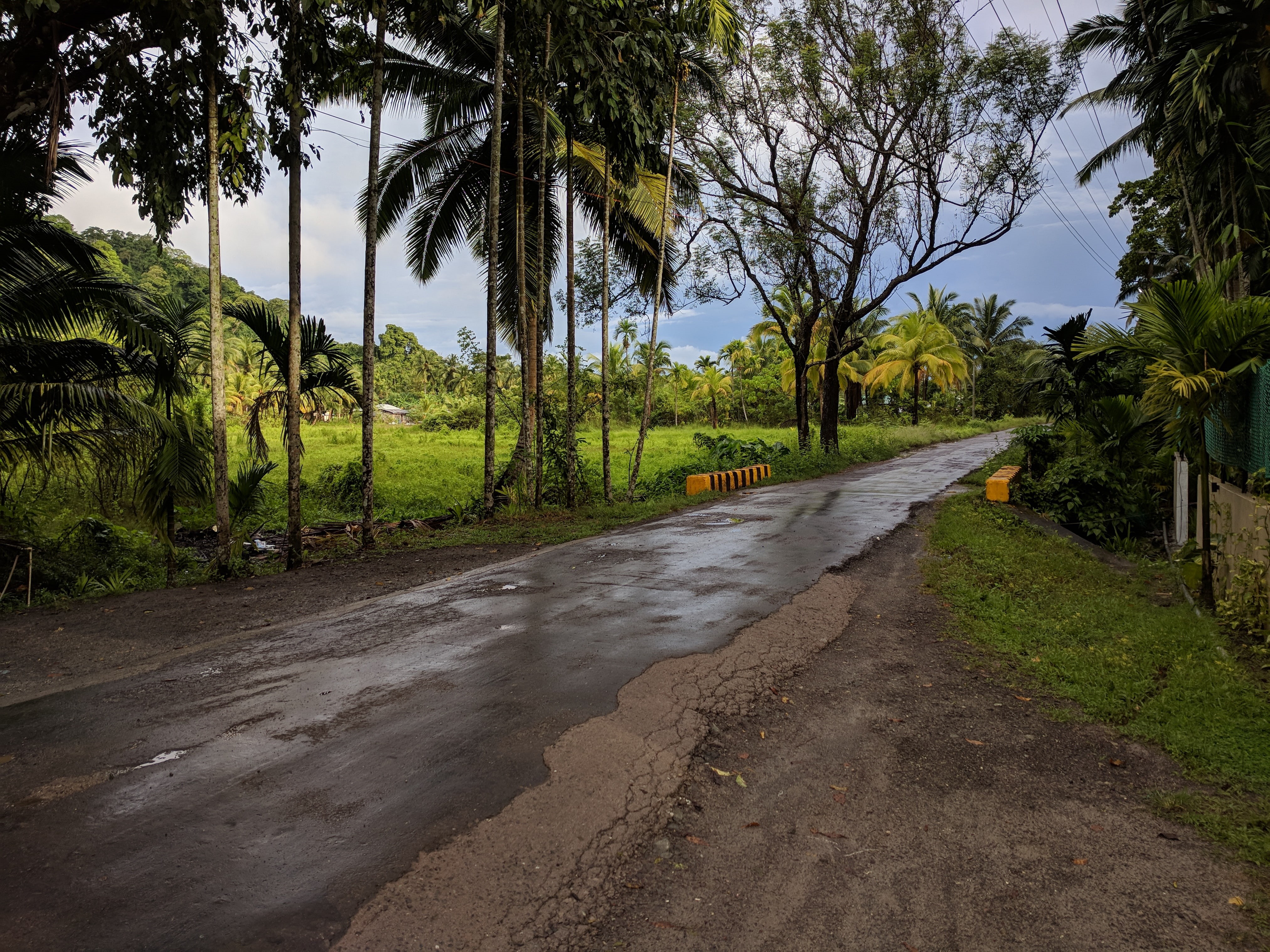 India, road, trees, greenery, Andaman Islands, nature, 4K, palm trees, Havelock Island, HD Wallpaper