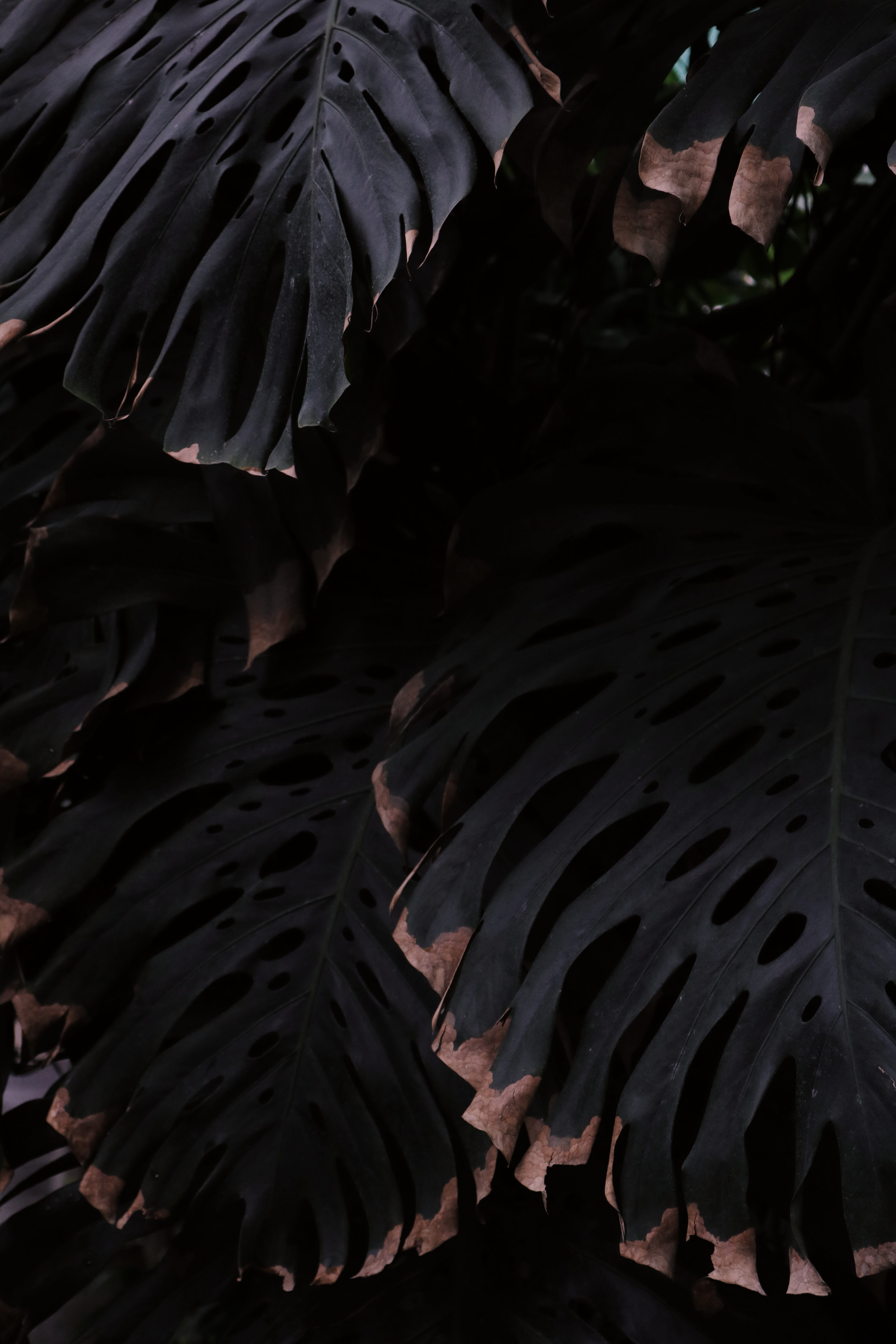 tranquility, plant, natural pattern, photography, day, leaf, beauty in nature, full frame, high angle view, growth, pattern, 5K, water, outdoors, nature, Phone HD Wallpaper