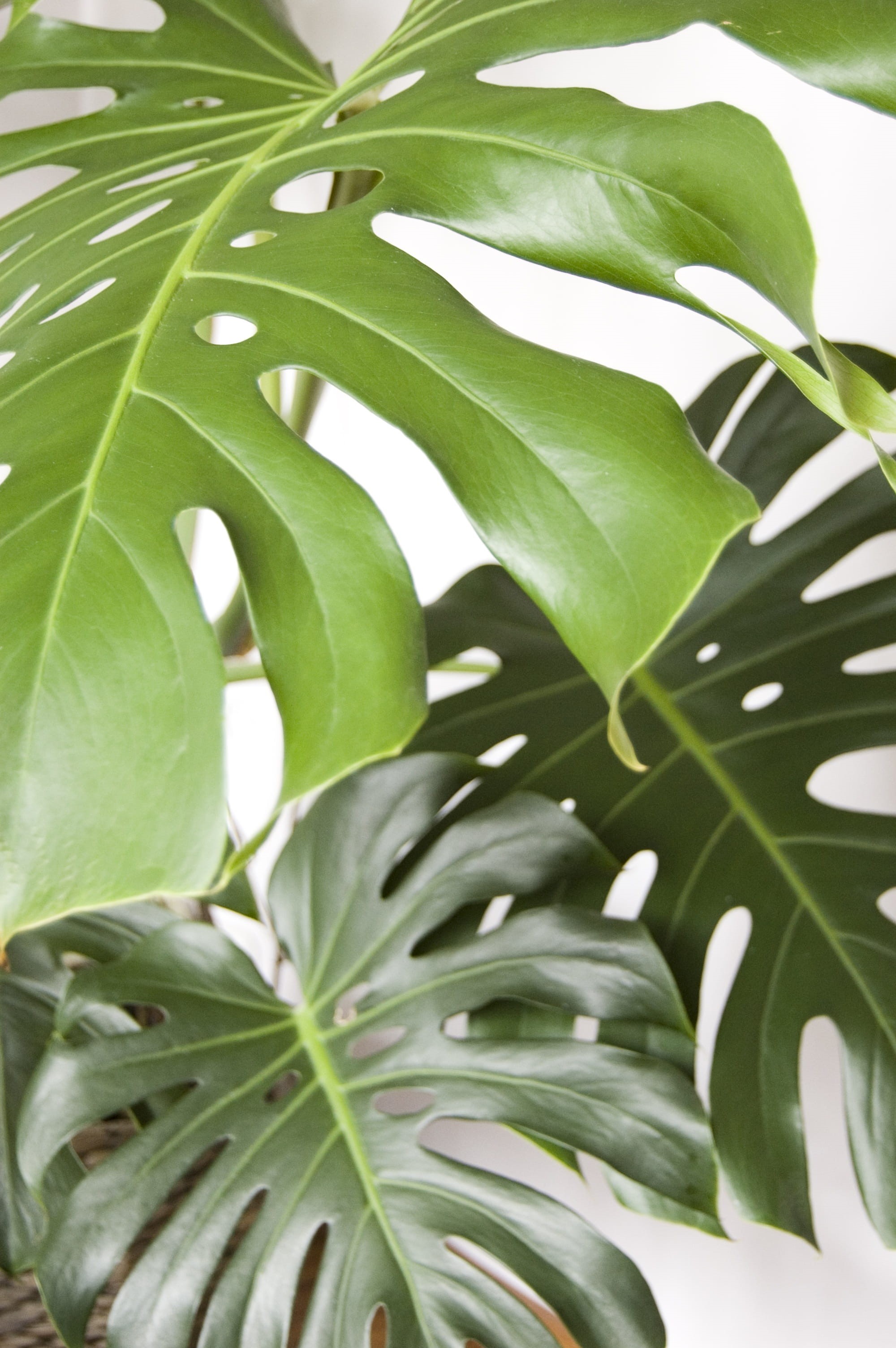 palm leaf, tree, beauty in nature, day, branch, plant, tranquility, focus on foreground, botany, backgrounds, the tropical, growth, freshness, plant part, Phone HD Wallpaper
