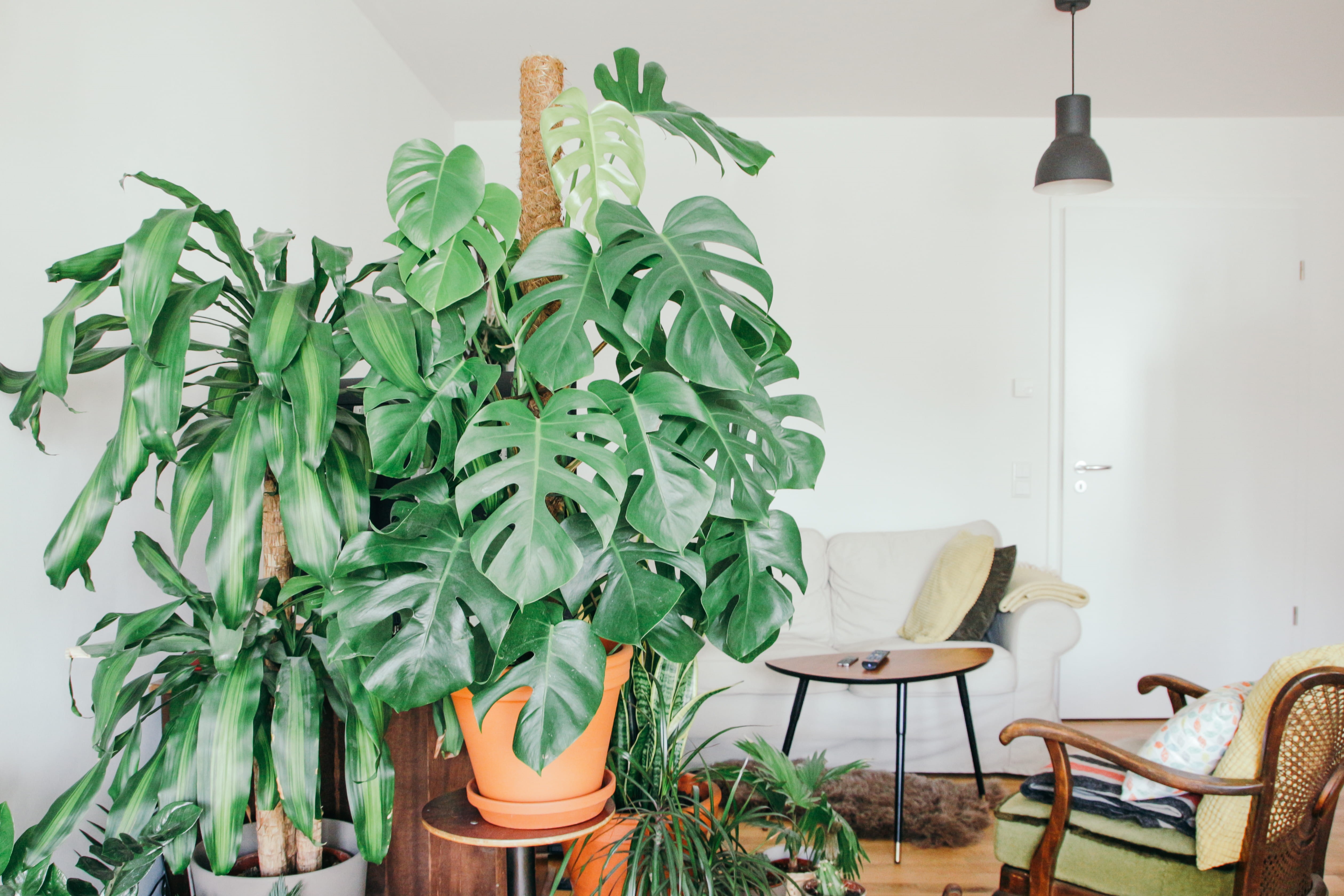 domestic room, monstera, livingroom, green living, flower, absence, houseplant, electric lamp, living room, swiss, mainz, urban gardening, green color, HD Wallpaper