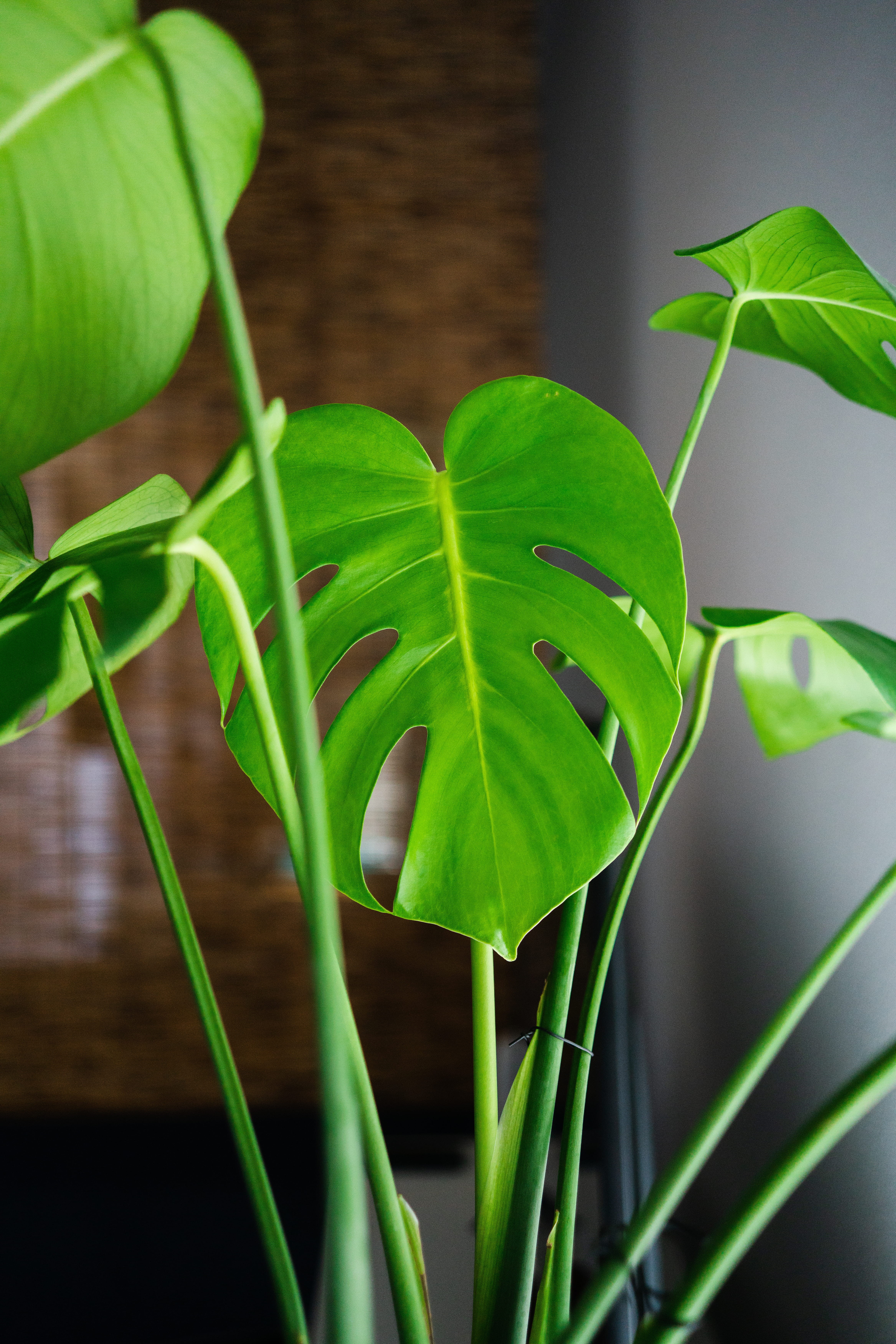no people, focal, green, 5K, beauty in nature, bamboo - plant, plant stem, plant, monstera, selective, fragility, botany, houseplant, close-up, deliciosa, Phone HD Wallpaper