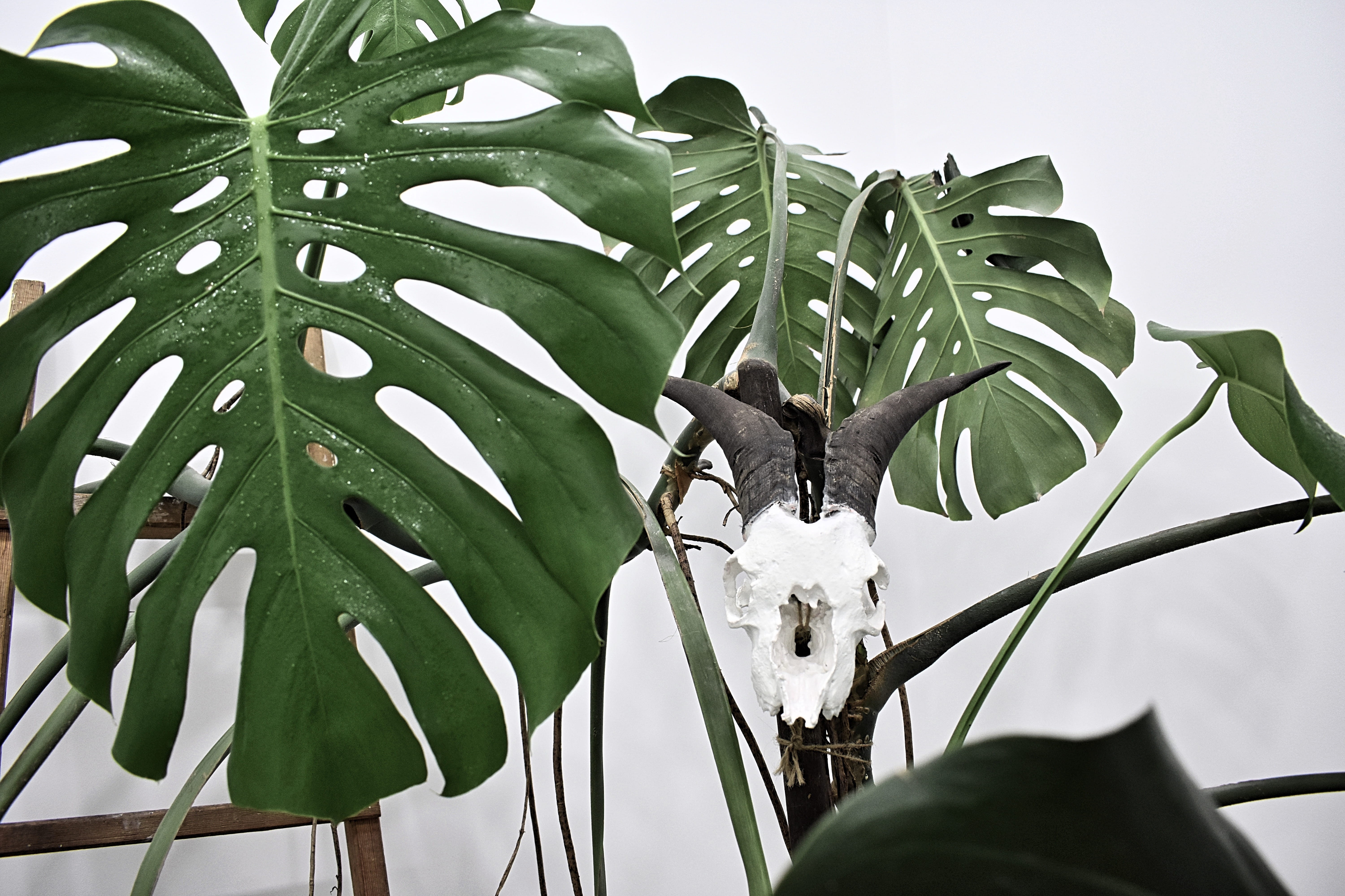 water, leaves, goat, interior, leaf, green Color, green, close-up, flower, skull, wildlife, wall, monster, tree, horn, white, jungle, nature, monstera, HD Wallpaper