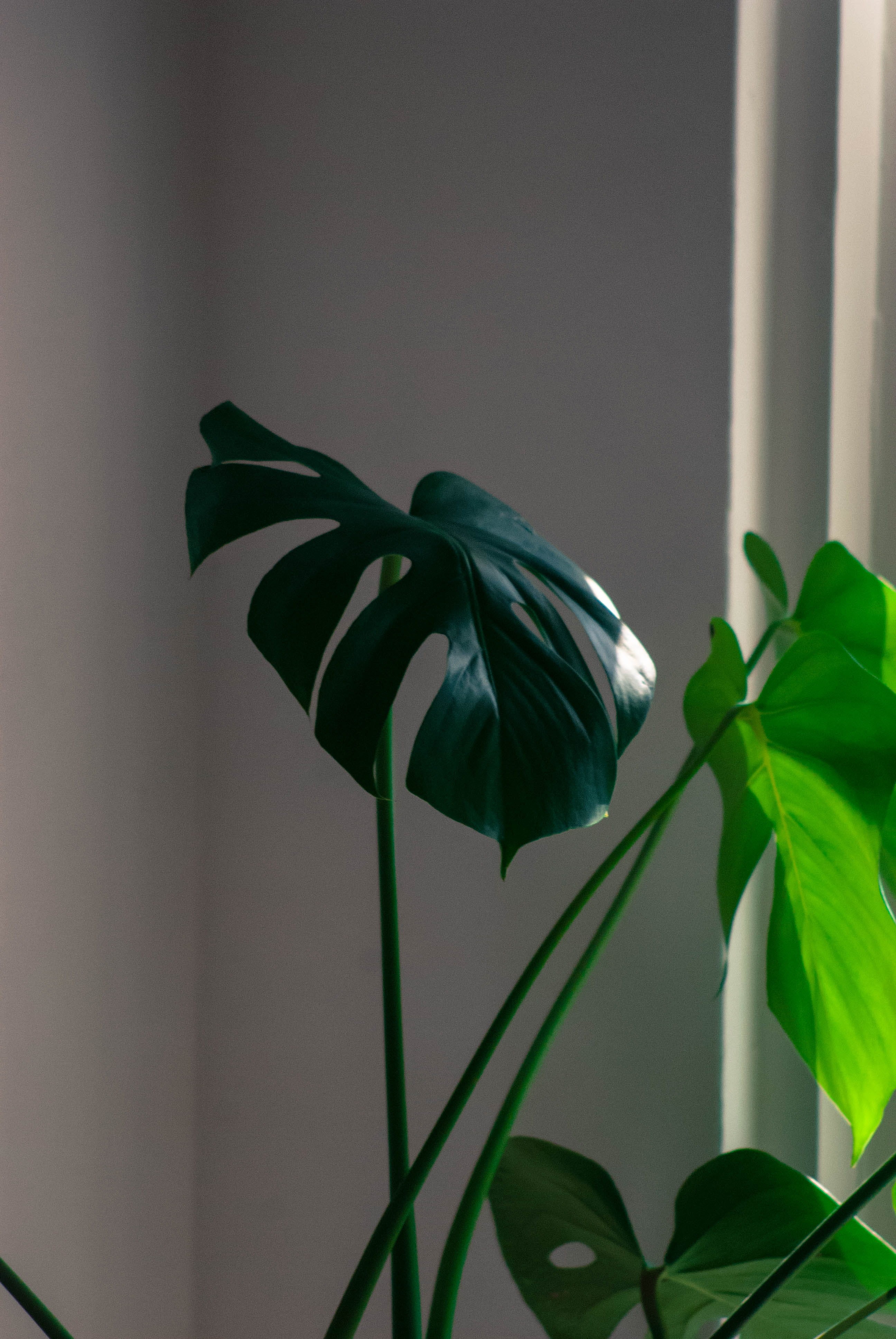 wall - building feature, inflorescence, day, outdoors, beauty in nature, flowering plant, plant stem, growth, monstera, flower head, fragility, Interior, Phone HD Wallpaper