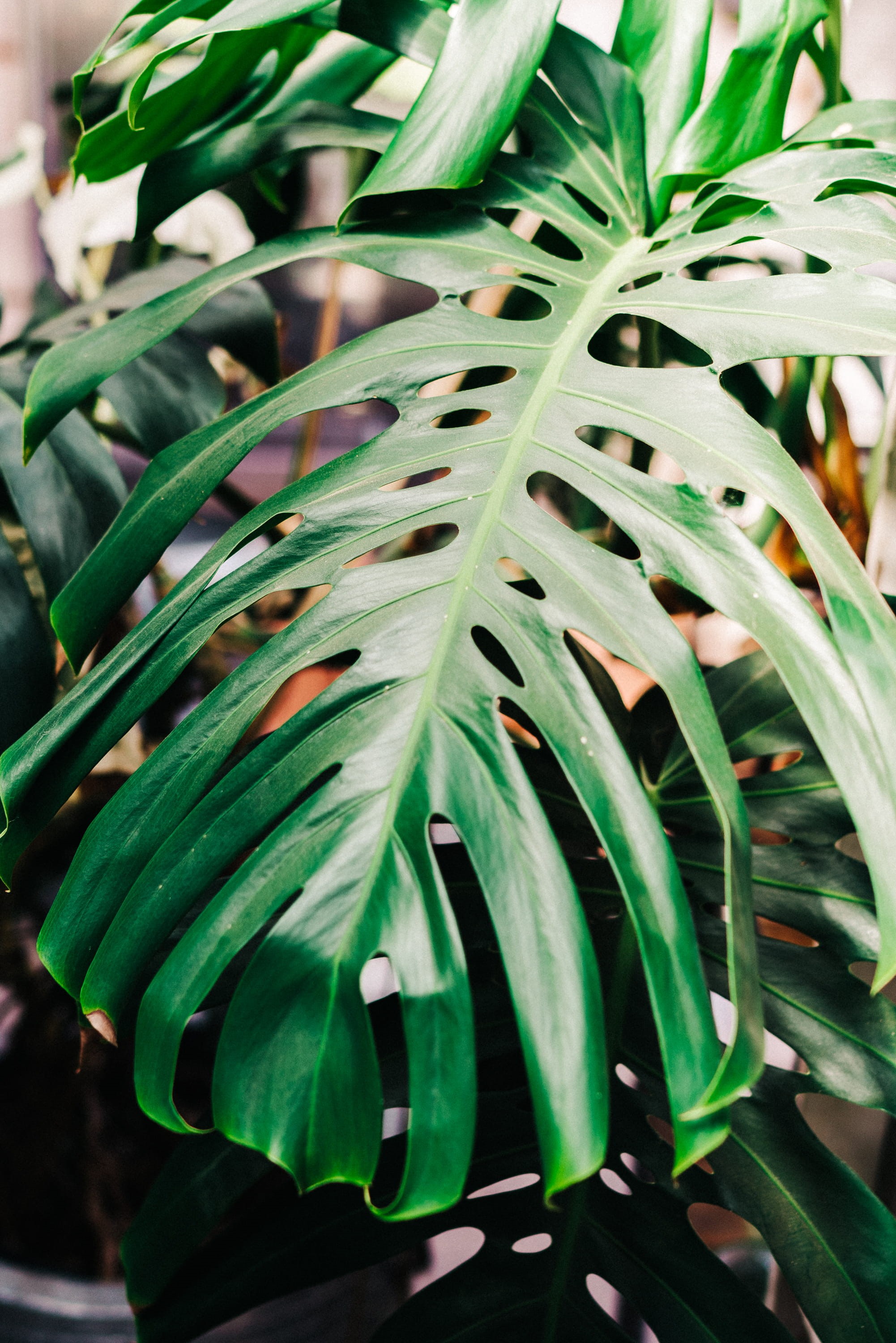 freshness, nature, selective focus, plant, plants, potted plant, plant part, 2K, vulnerability, focus on foreground, no people, tranquility, leaf, day, Phone HD Wallpaper
