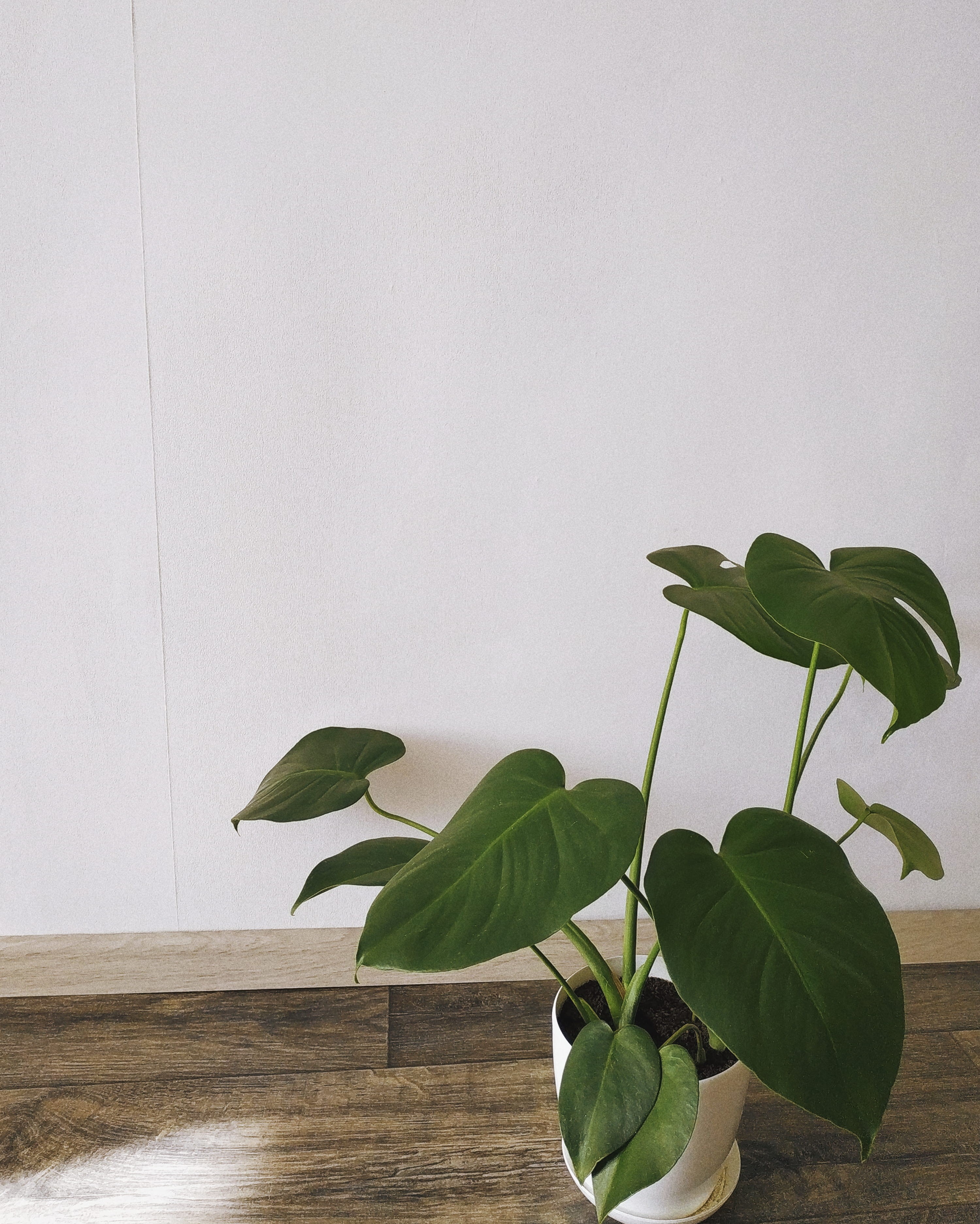 minimal, plant, home interior, web design, green, freshness, vulnerability, mobile photo, monstera, plant part, fragility, wall - building feature, monster, Phone HD Wallpaper