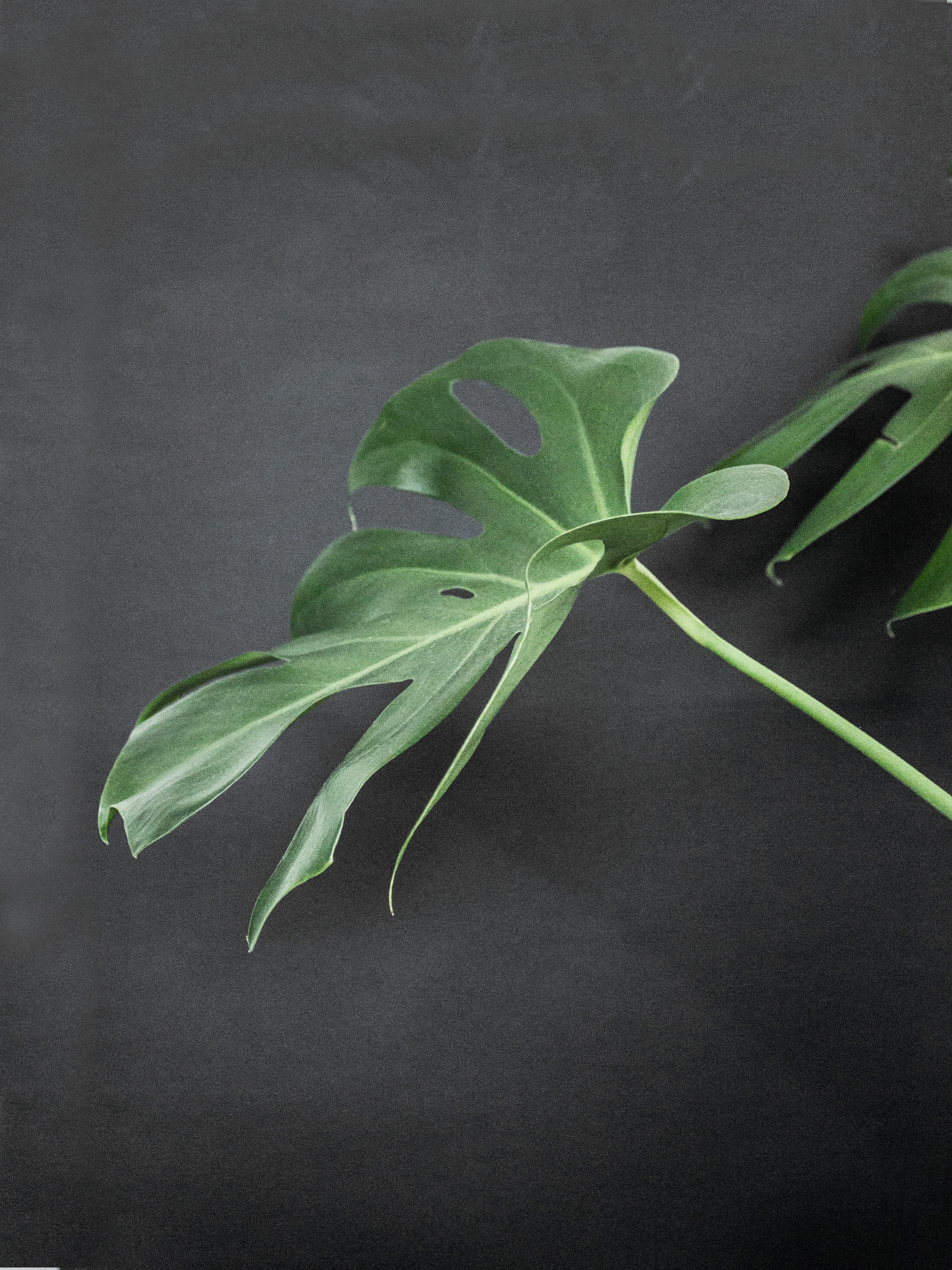 day, beauty in nature, monstera, photo, 4K, plant, urban jungle, plant stem, botany, fragility, vegetable, closeup, leaf, leafed, flower, green color, Phone HD Wallpaper