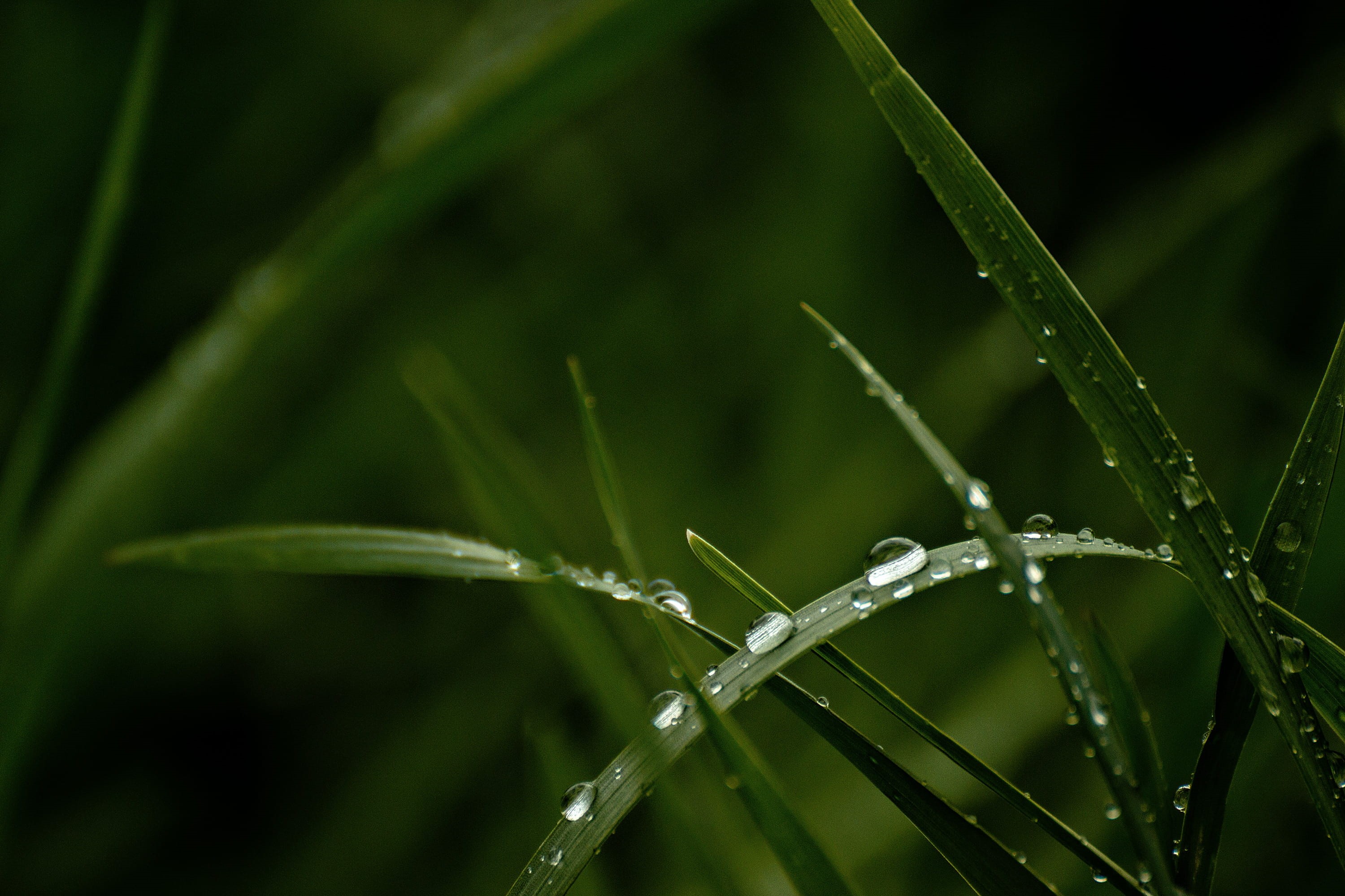 purity, photography, waterdrops, macro, outdoors, environment, green color, drop, green, no people, freshness, nature, rain, water, blade of grass, growth, HD Wallpaper