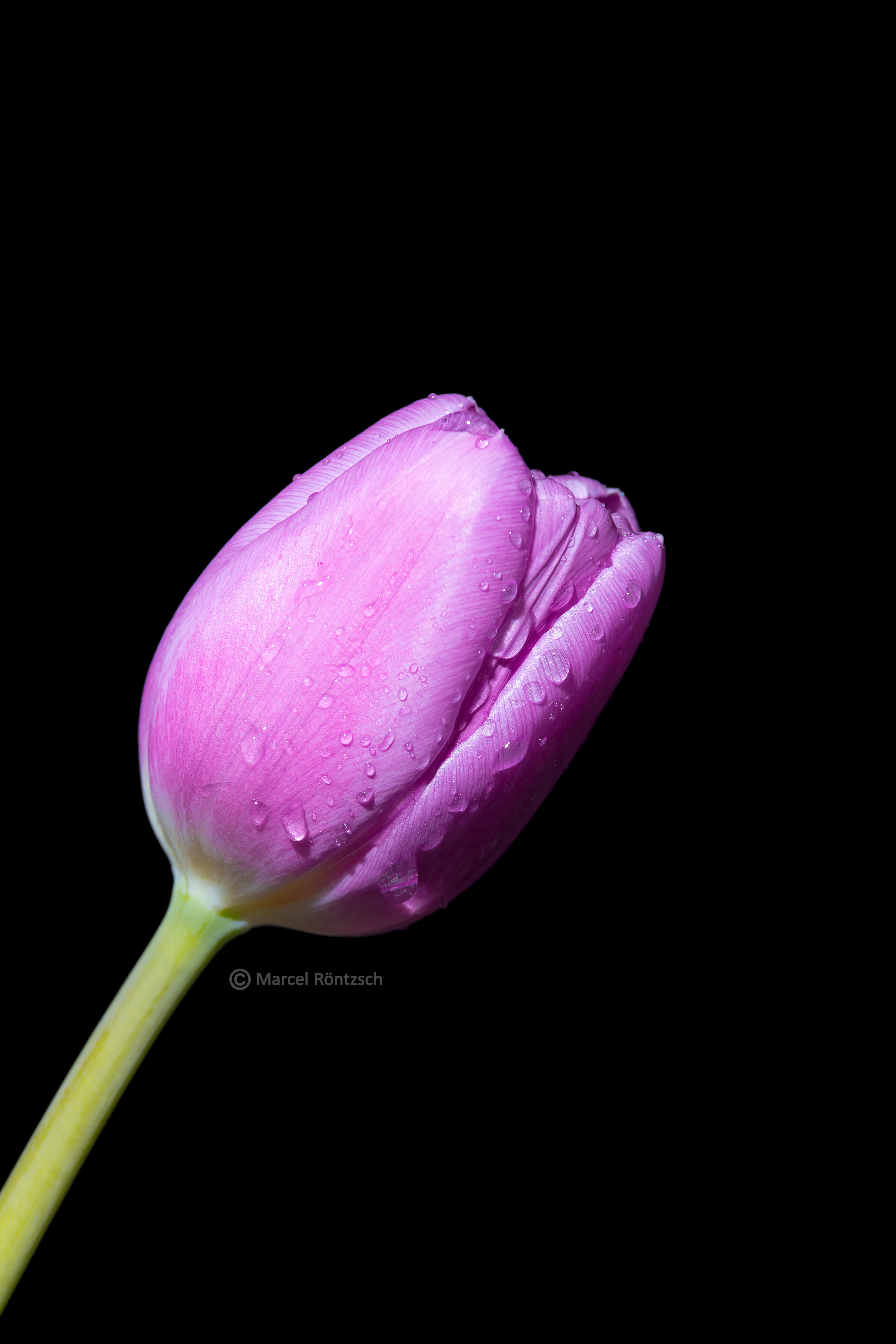 holland, makro, nature, bloom, close up photography, freshness, Spring, unbloom, drip, close, photography, close-up, Tulip, blossom, macro, flower Head, Phone HD Wallpaper