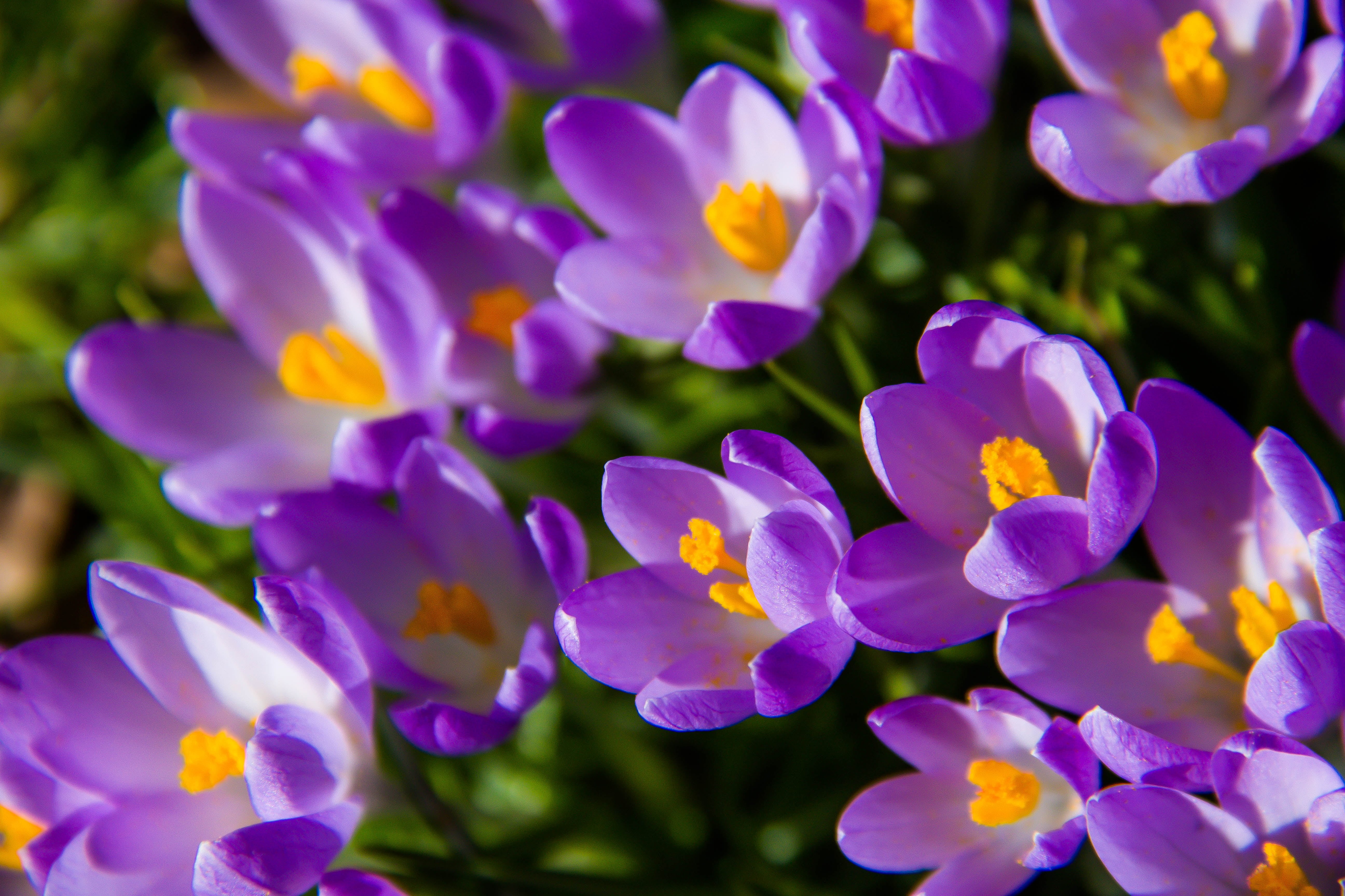 5K, vår, Flower, beauty In Nature, purple, flower Head, bed, close, Crocus, close up photography, nature, petaled, spring, Trelleborg, close-up, plant, HD Wallpaper