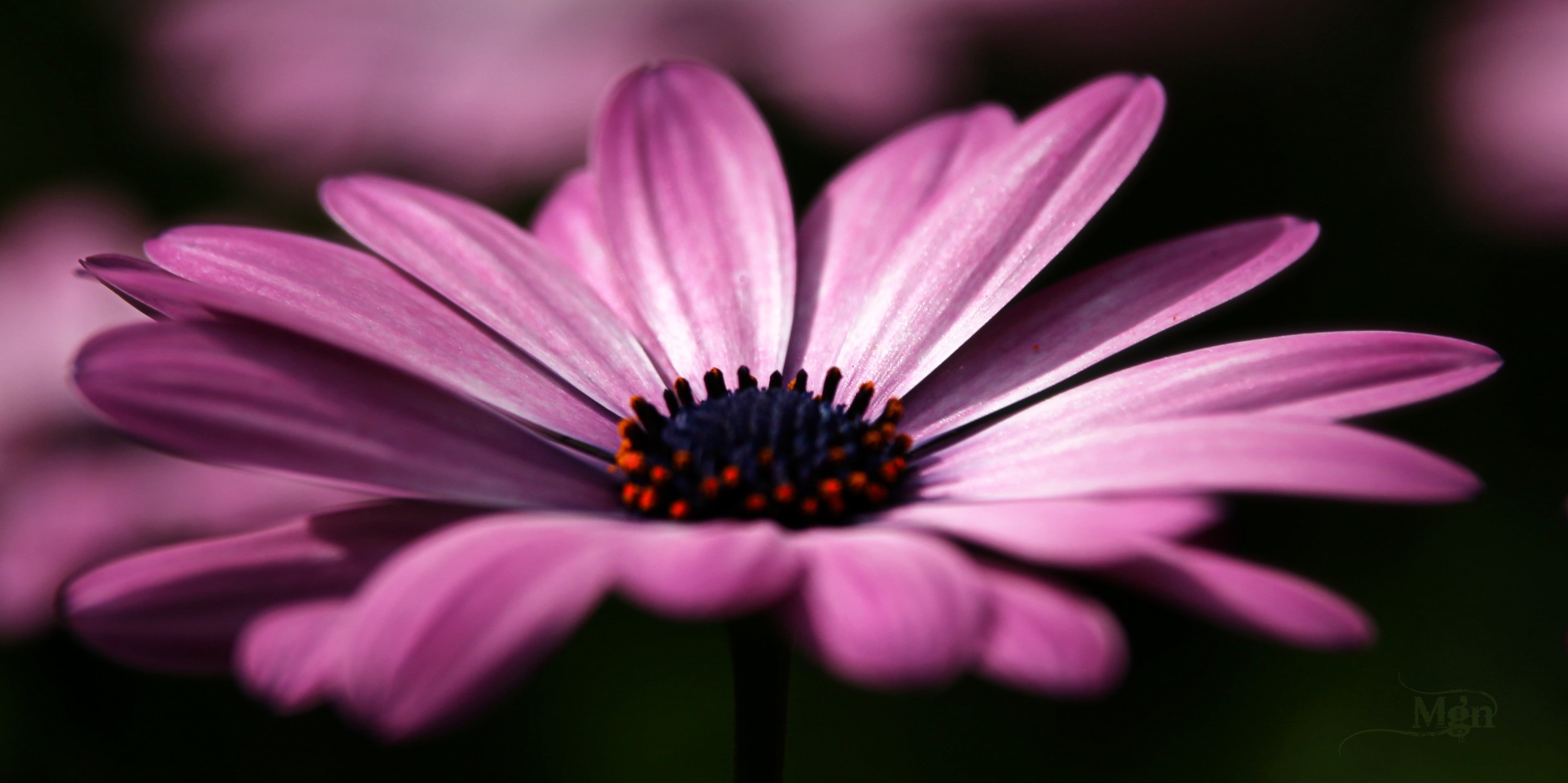 photography, beauty In Nature, petal, macro, close, 2K, purple, picmonkey, plant, daisy, F.B.L., flower, close up photography, nature, summer, close-up, HD Wallpaper