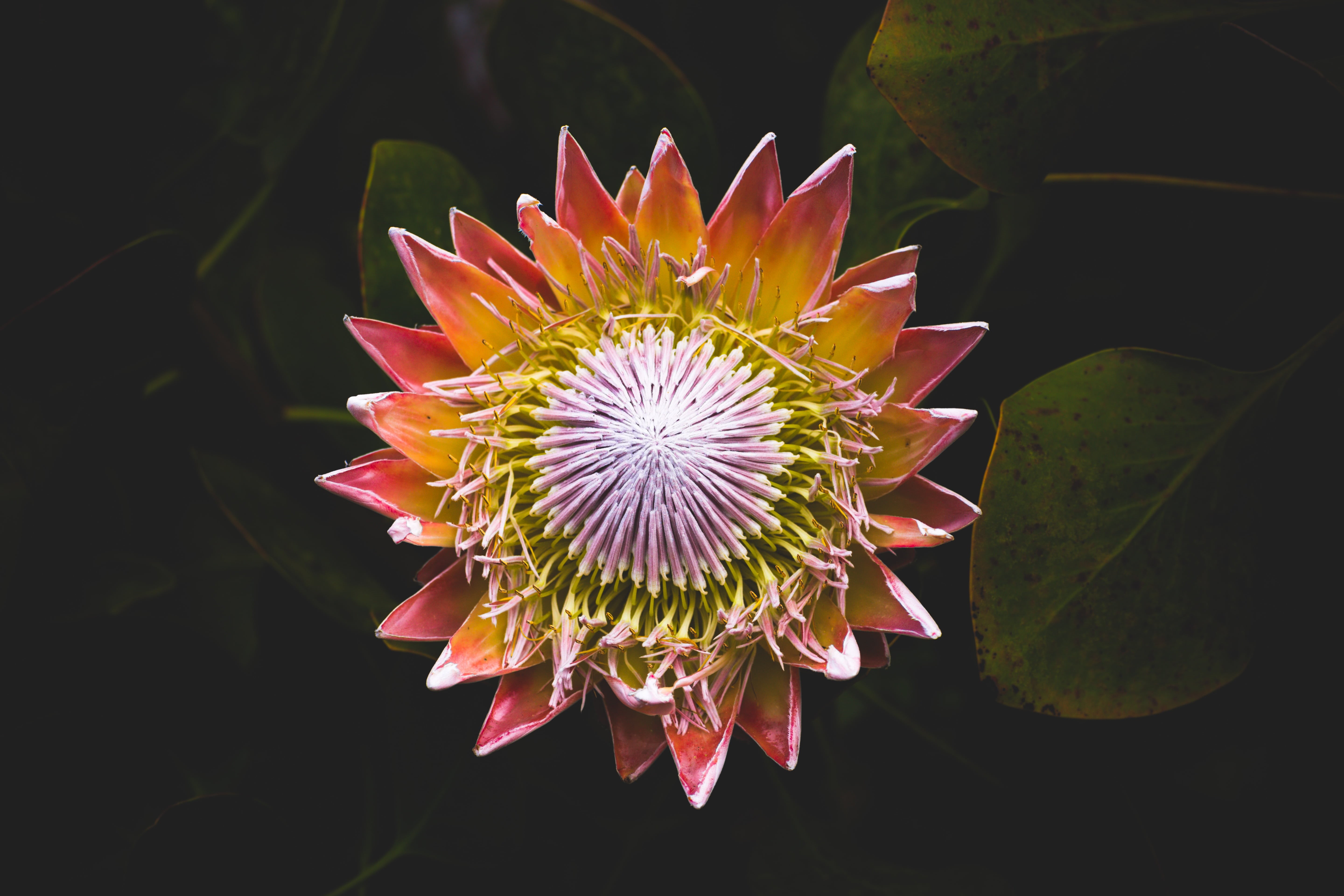 flowering plant, inflorescence, king, vulnerability, petaled, water lily, fragility, photography, colors, 5K, pollen, photo, flower head, no people, plant, HD Wallpaper