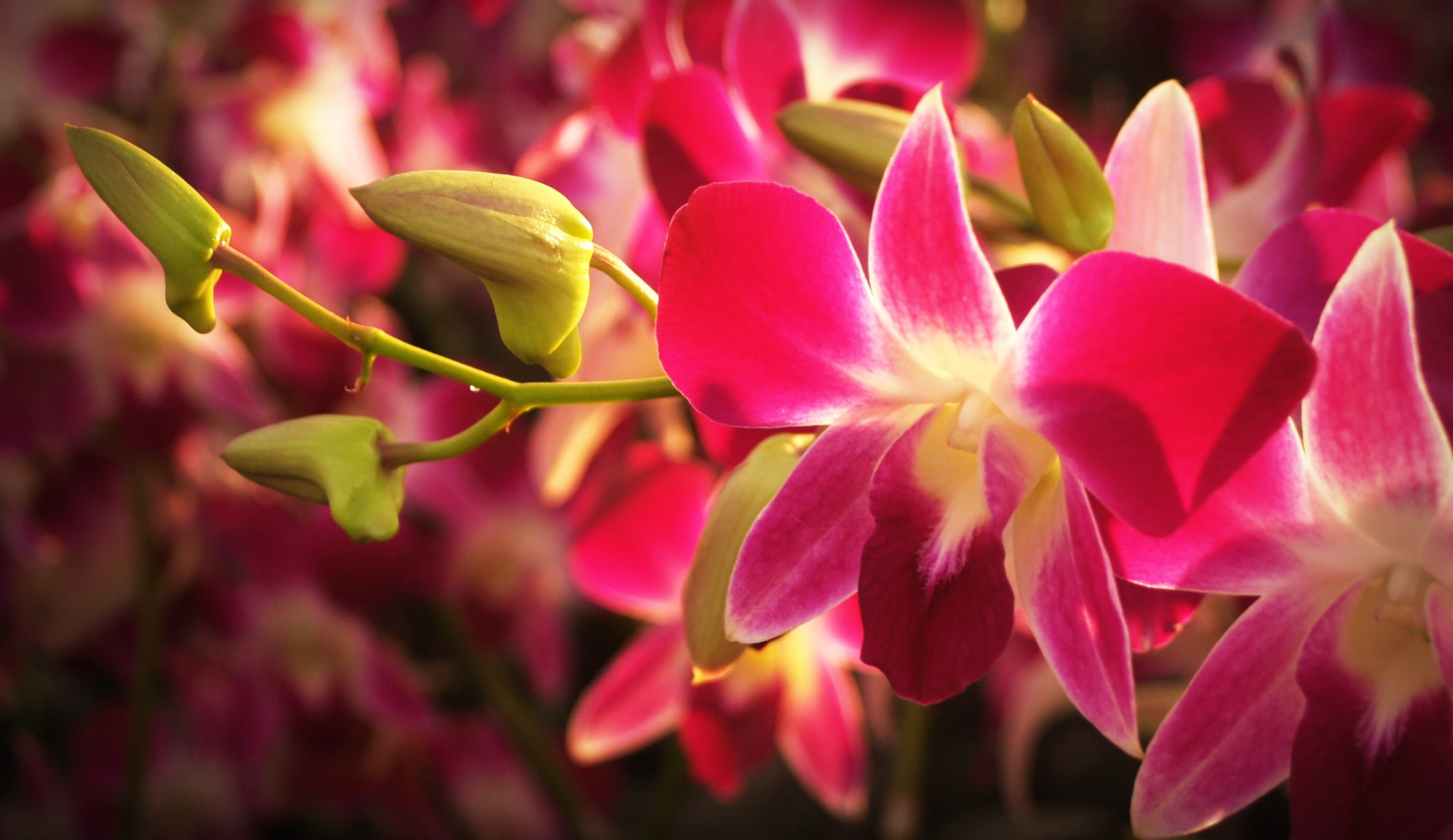 selection, pink, red, fragility, growth, variation, beauty, 2K, freshness, tropical, pink Color, fresh, outdoors, colorful, collage, flowering plant, collection, HD Wallpaper