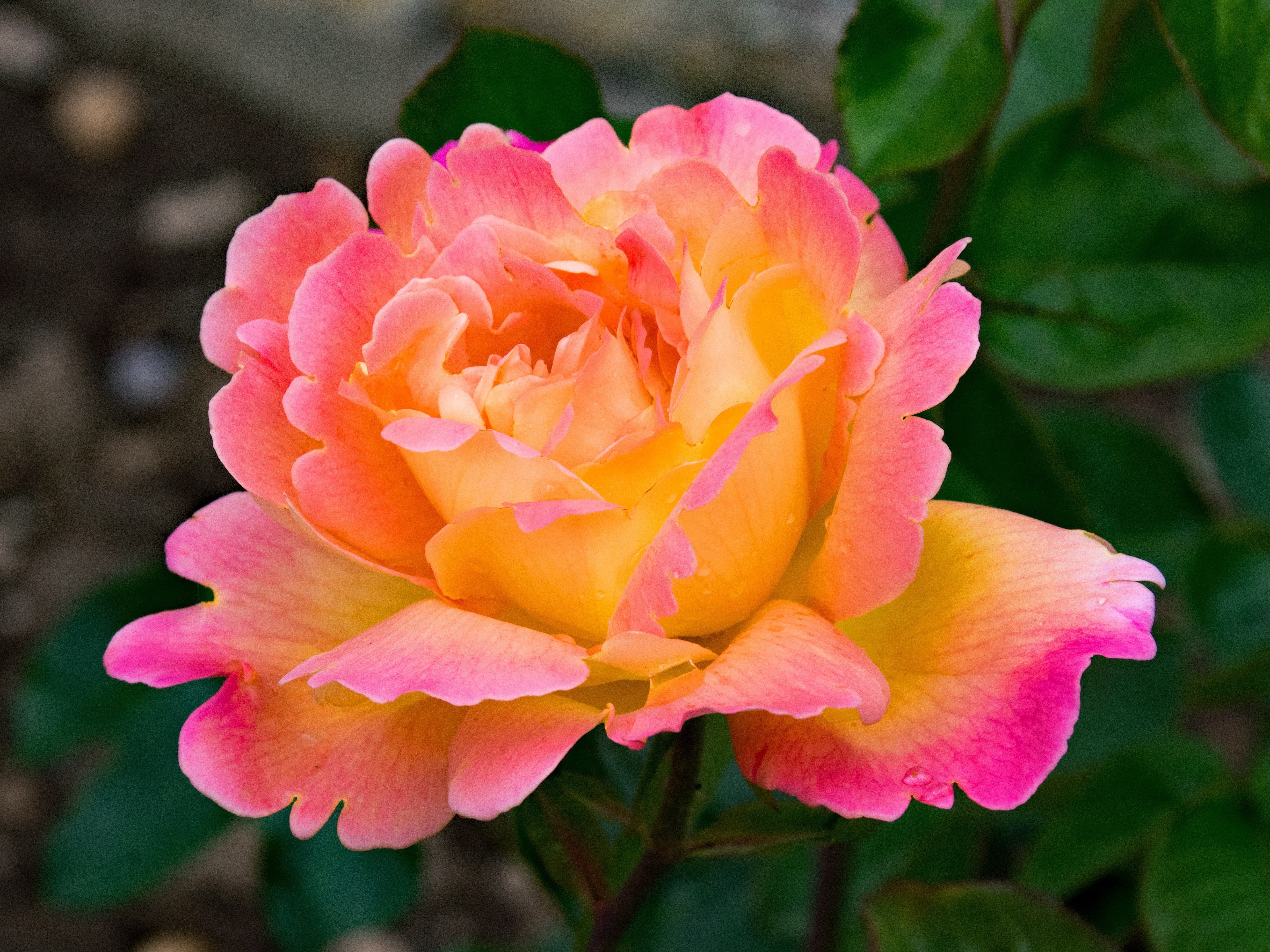 close-up, beauty In Nature, day, flowering plant, pink and brown, hybrid of tea, flowers, freshness, petaled, botany, inflorescence, leaf, vulnerability, HD Wallpaper