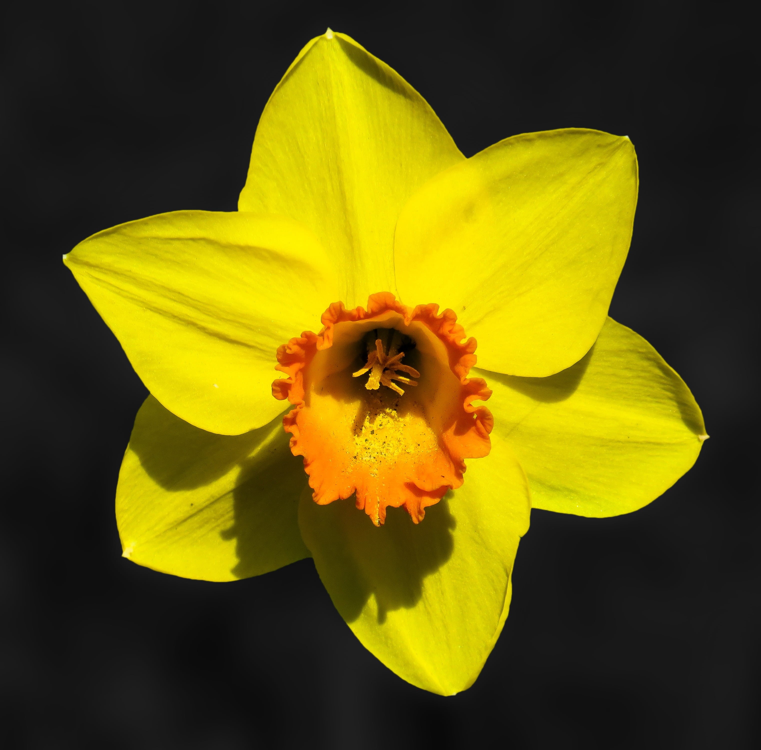 spring, nature, blossom, isolated, inflorescence, narcissus, freshness, photography, vulnerability, orange, flowering plant, macro, beauty in nature, outdoors, HD Wallpaper