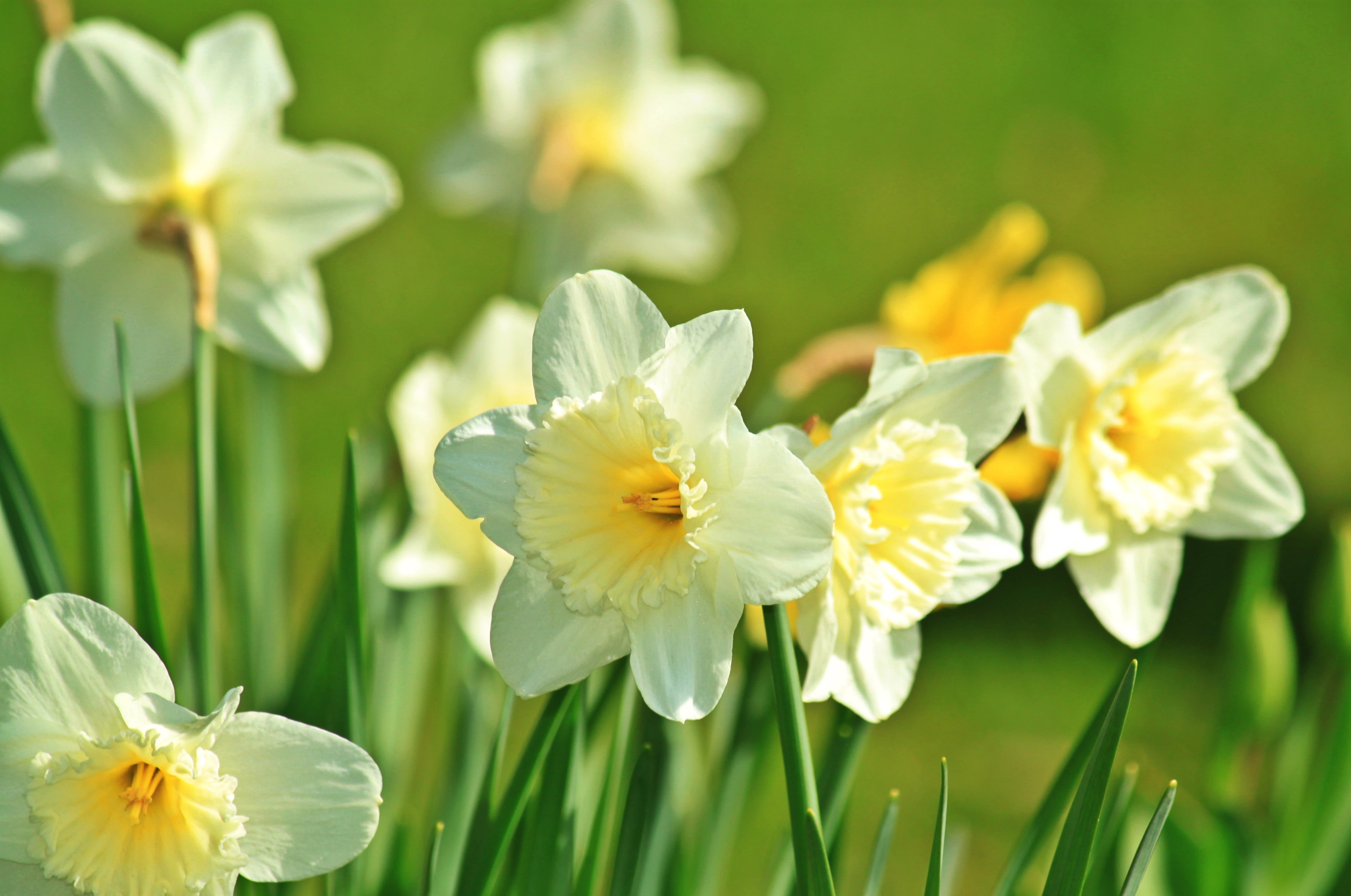 plant, flower Head, iris - plant, freshness, growth, photography, yellow, bloom, daffodil field, outdoors, ornamental plant, green color, flowering plant, HD Wallpaper