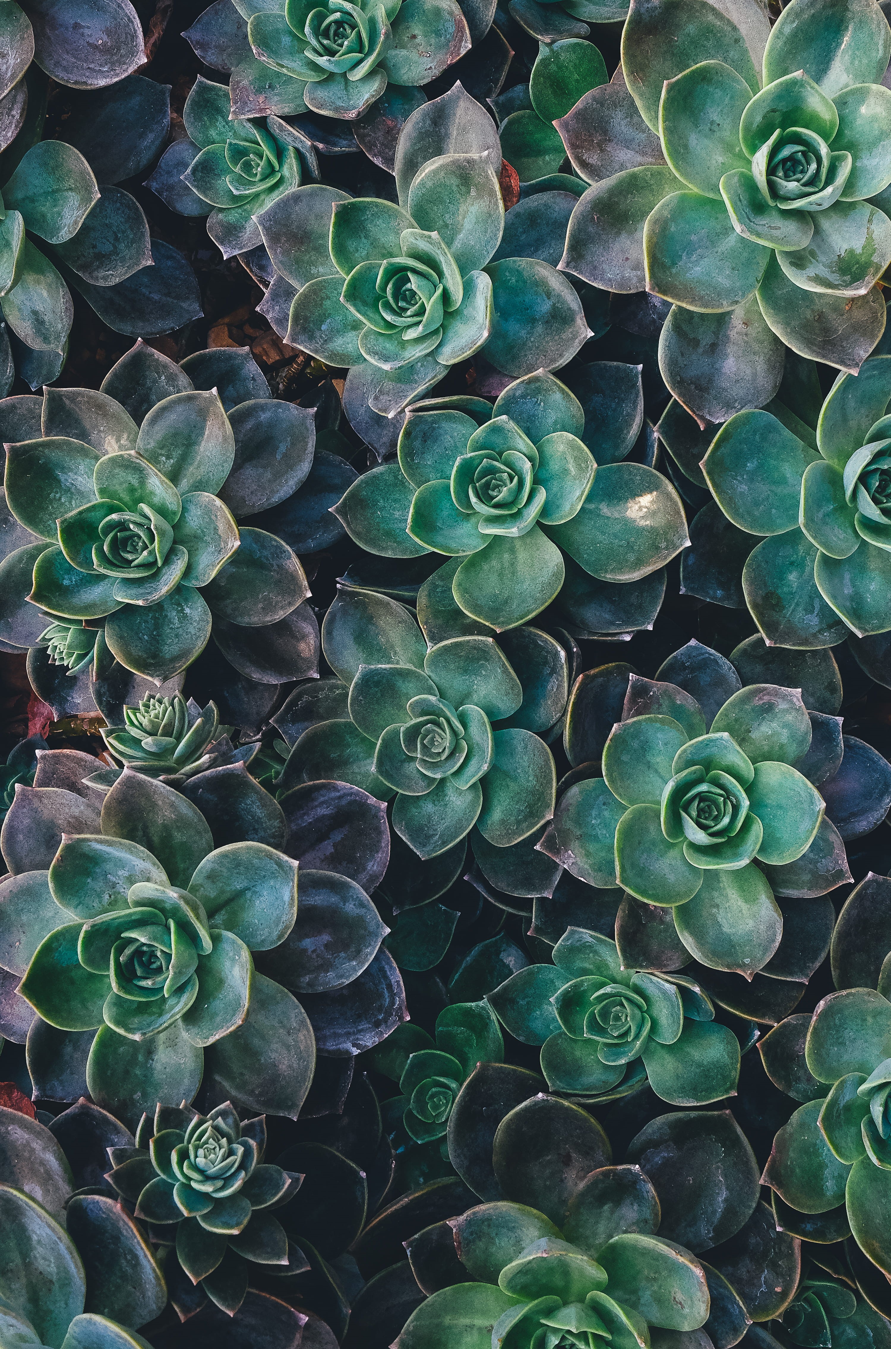 green, beauty in nature, full frame, backgrounds, green Color, day, abundance, Succulent, growth, close-up, leaf, no people, botany, tranquility, marine, Phone HD Wallpaper