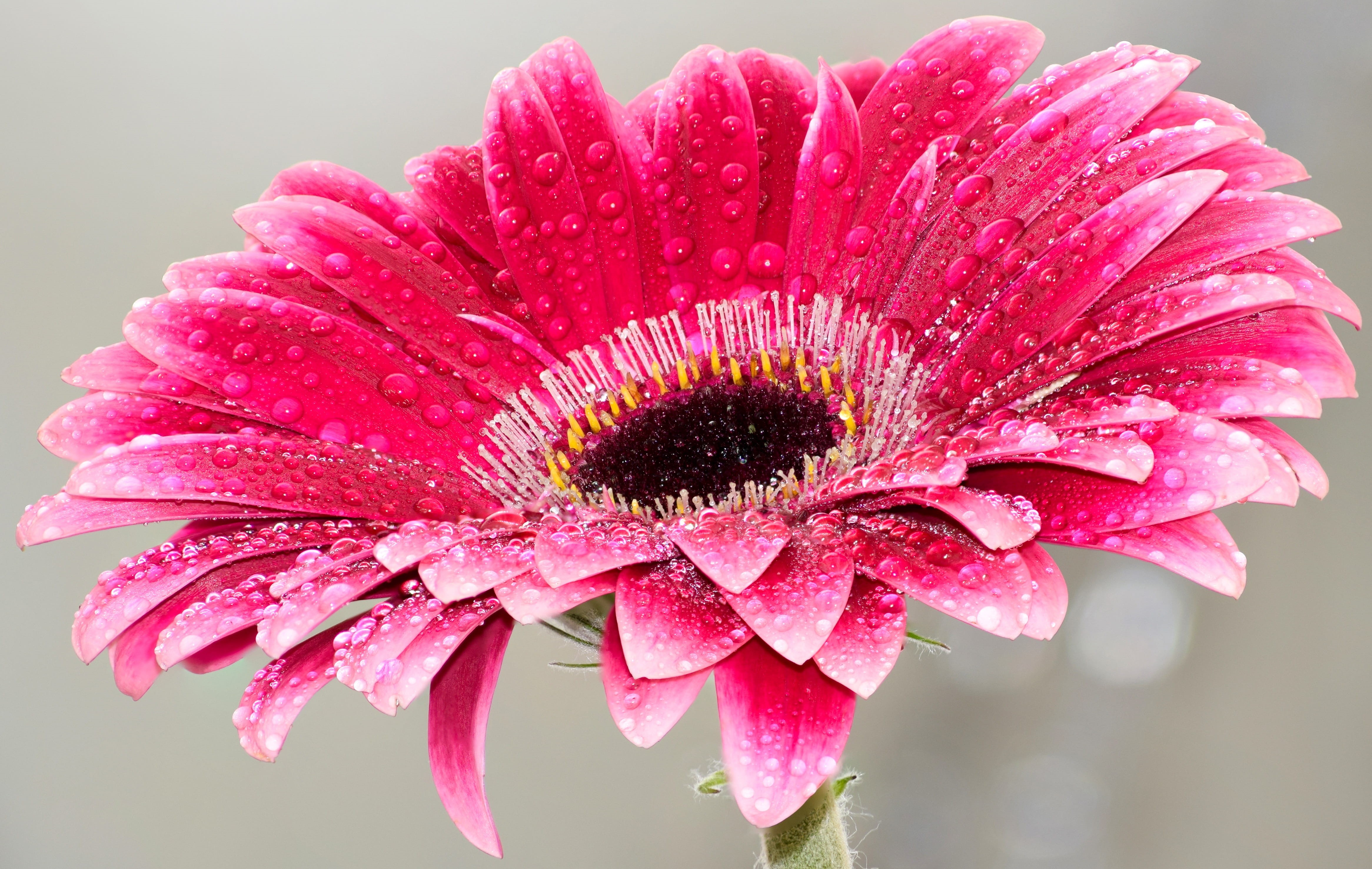 flower Head, light, growth, decoration, beautiful, color, freshness, wet, bright, macro, purity, plant, Daisy, no people, floral, pink Color, creative, HD Wallpaper