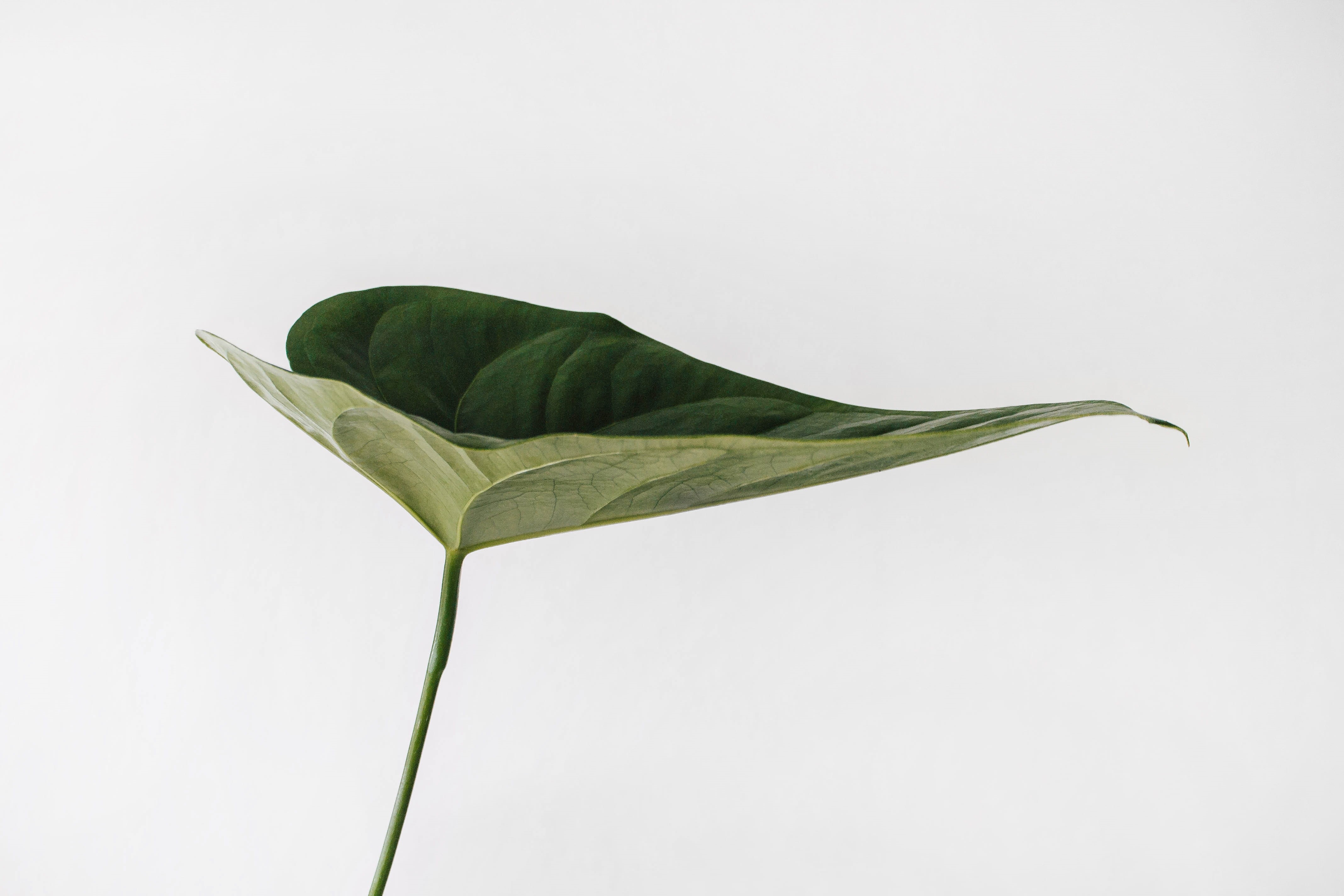 beautiful, simplicity, close-up, no people, food and drink, flowering plant, freshness, photography, minimalism, food, single object, 4K, leafe, white, HD Wallpaper