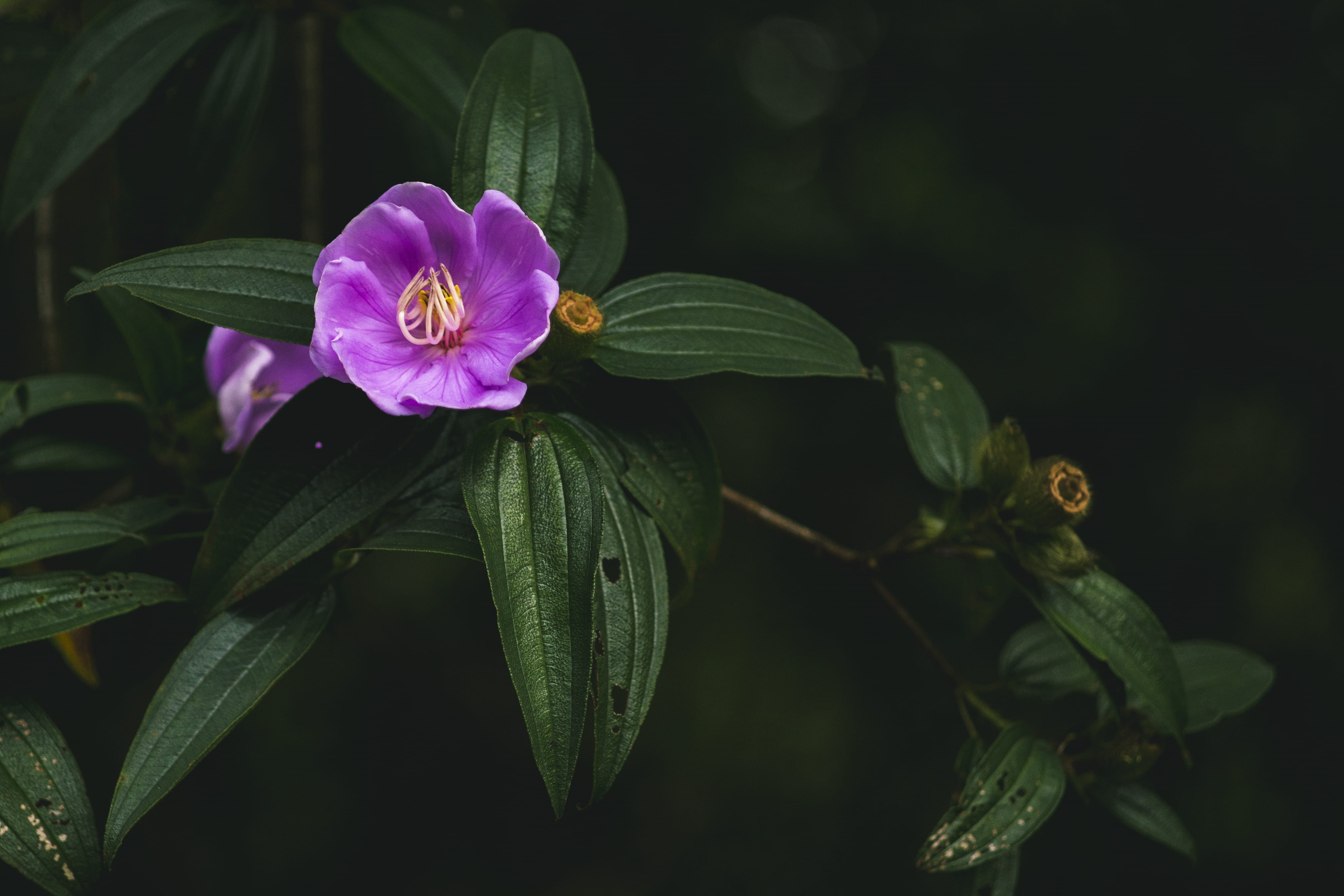 4K, close-up, beautiful, purple, petal, plant, blossom, tropical, freshness, photo, plant part, closeup, flower head, flower, green color, no people, garden, HD Wallpaper