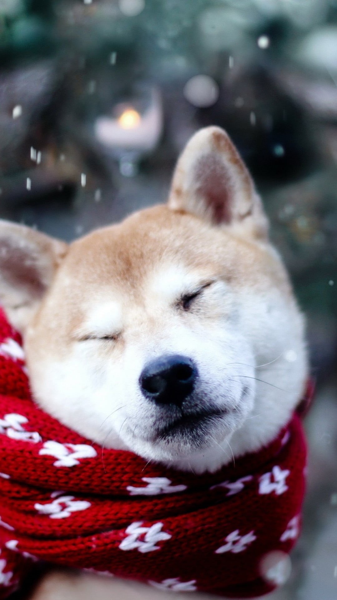 animal, mammal, pets, brown, white, domestic animals, animal head, 1080P, winter, focus on foreground, close-up, Shiba Inu, short, domestic, snow, small, Phone HD Wallpaper