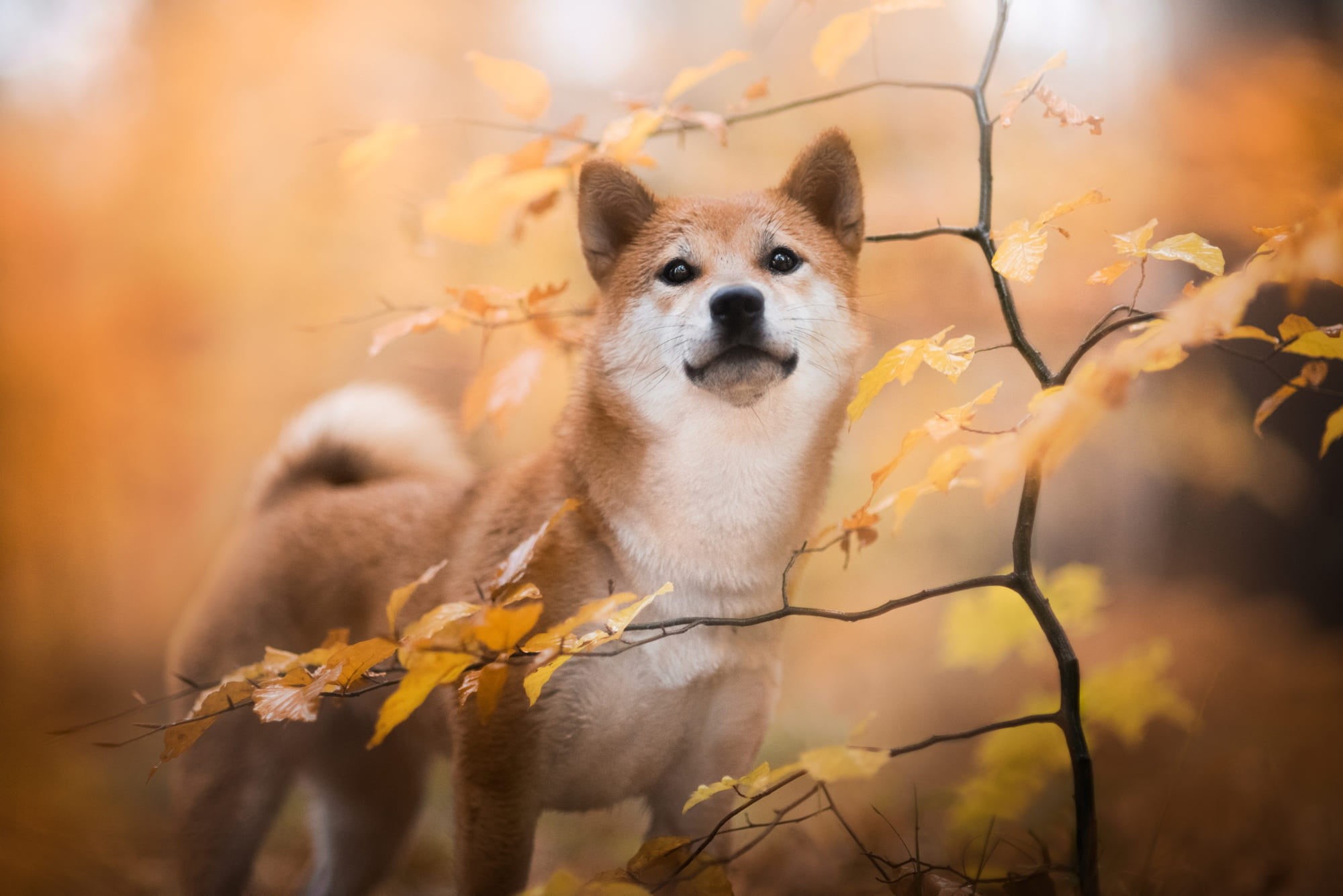 1080P, Shiba Inu, Pet, Puppy, Fall, Dog, Baby Animal, Dogs, HD Wallpaper