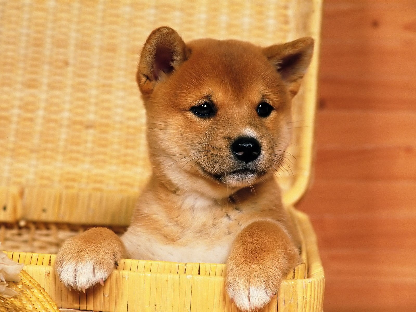brown, akita, Shiba Inu, white, young animal, whisker, mammal, animals, puppy, cute, chihuahua - dog, domestic, 720P, looking at camera, animal themes, HD Wallpaper