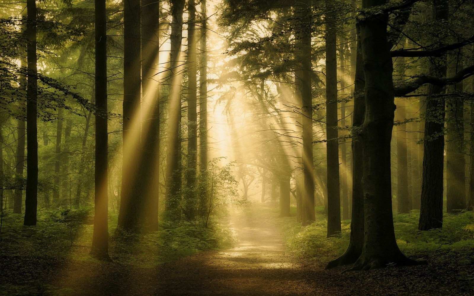 atmosphere, non-urban scene, tree trunk, no people, mist, idyllic, 720P, path, woodland, forest, growth, scenics - nature, tranquility, sunbeam, beauty in nature, HD Wallpaper