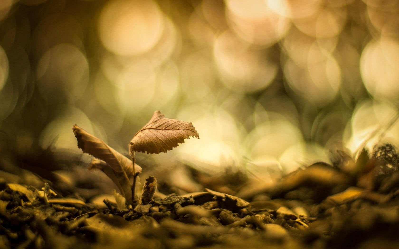 freshness, field, color Image, 720P, macro, bokeh, fragility, summer, dry, leaves, defocused, environment, tranquility, withered, abstract, focus on foreground, HD Wallpaper