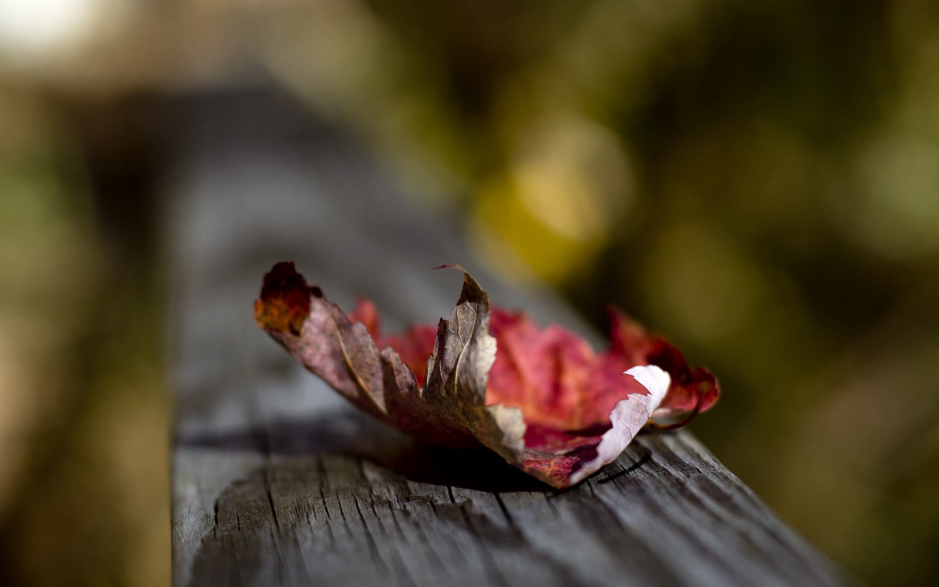 wood - Material, food and drink, leaf, change, brown, focus on foreground, tree, plant part, outdoors, forest, red, leaves, close-up, beauty In Nature, HD Wallpaper