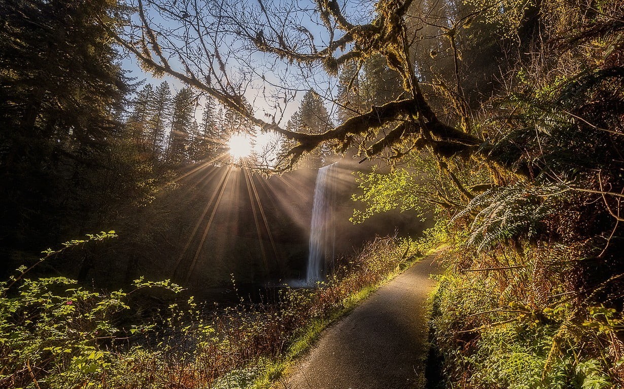 Oregon, trees, bright, withered, sunlight, beauty in nature, landscape, non-urban scene, water, day, streaming, flowing water, lens flare, sunbeam, growth, HD Wallpaper