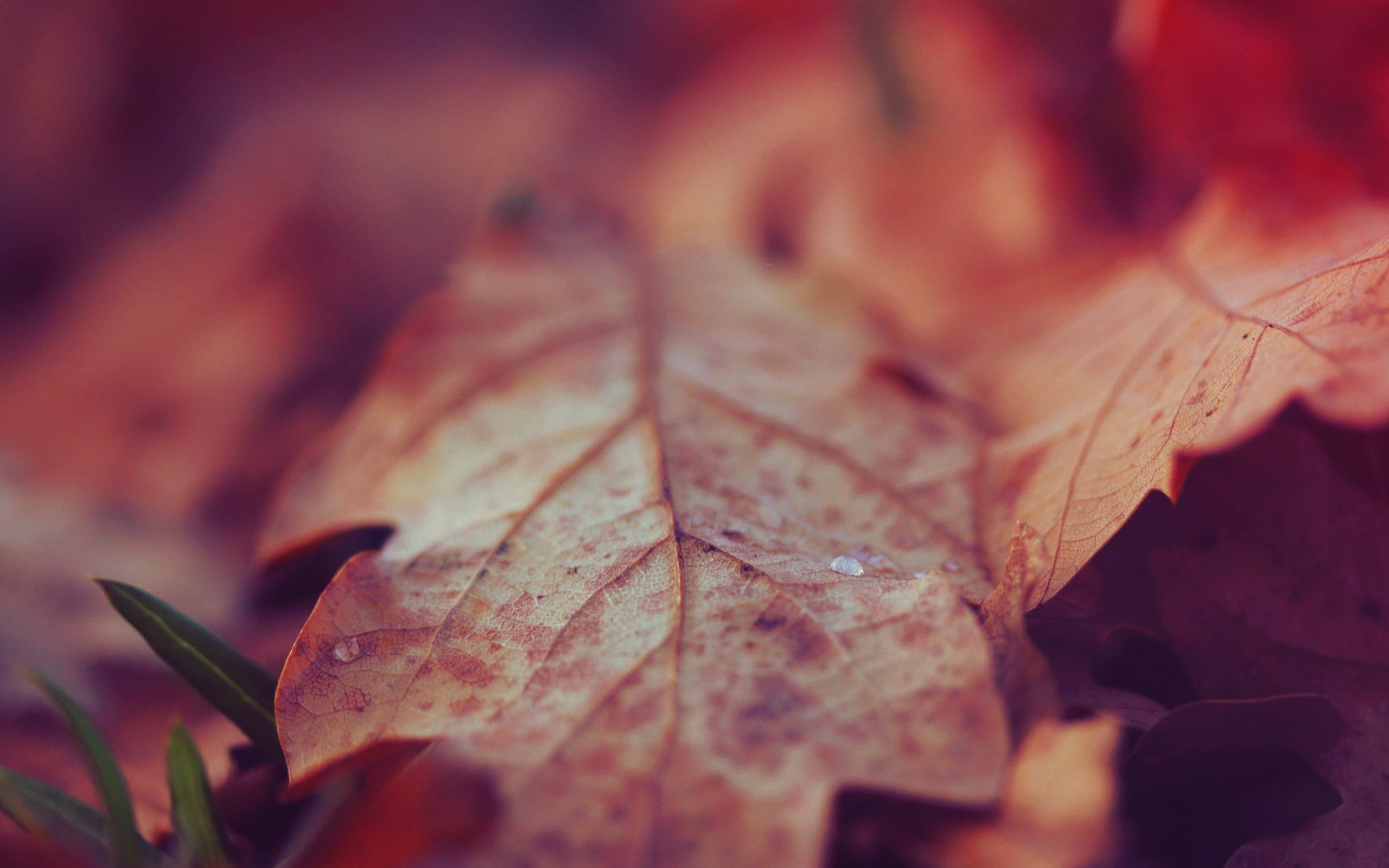orange Color, close-up, environment, color Image, multi Colored, september, autumn collection, october, leaf, vibrant Color, bright, leaves, brown, nature, HD Wallpaper