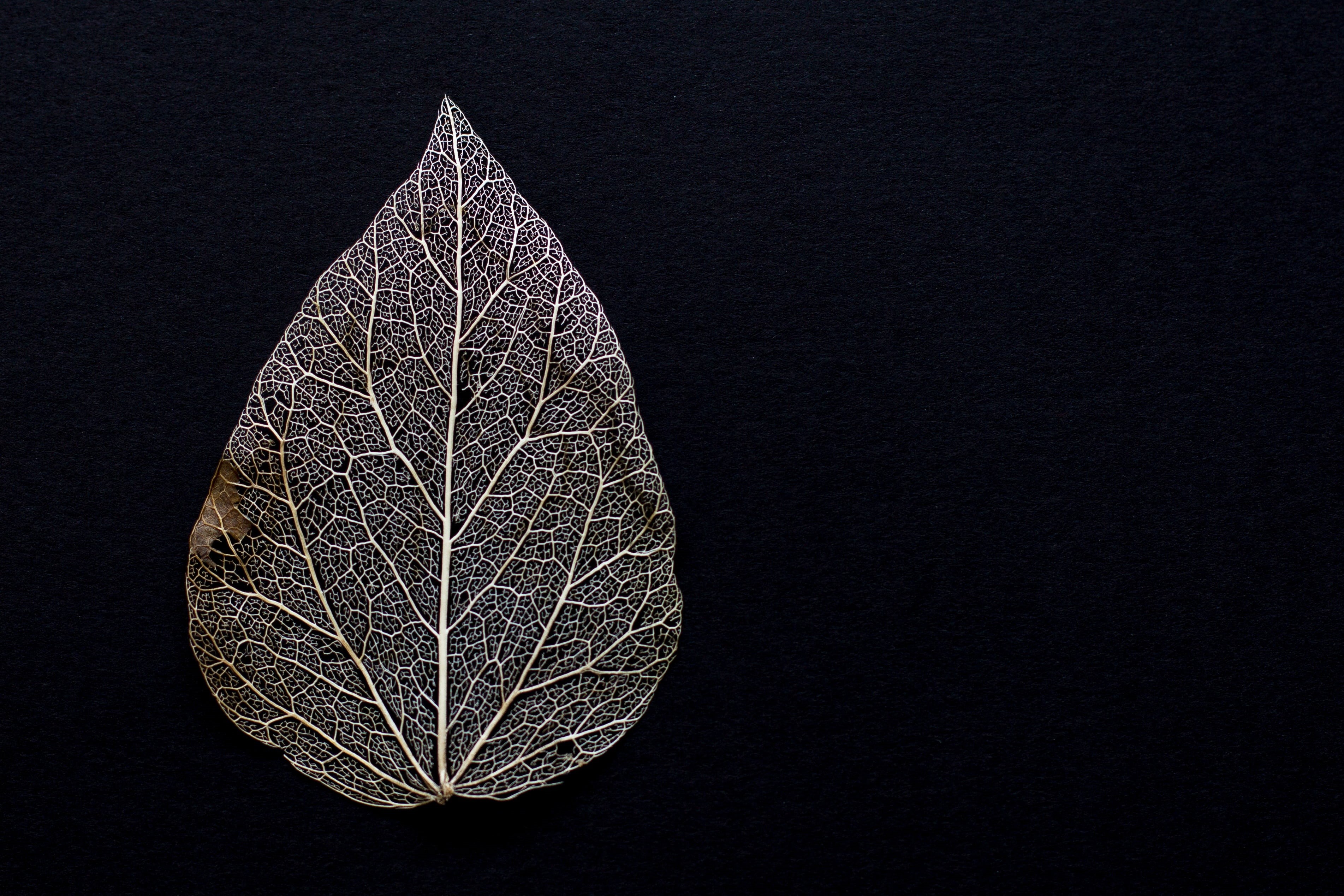 shape, freshness, leaves, night, kahl, black color, nature, no people, studio shot, christmas tree, transience, leaf, holiday, plant, withered, copy space, HD Wallpaper
