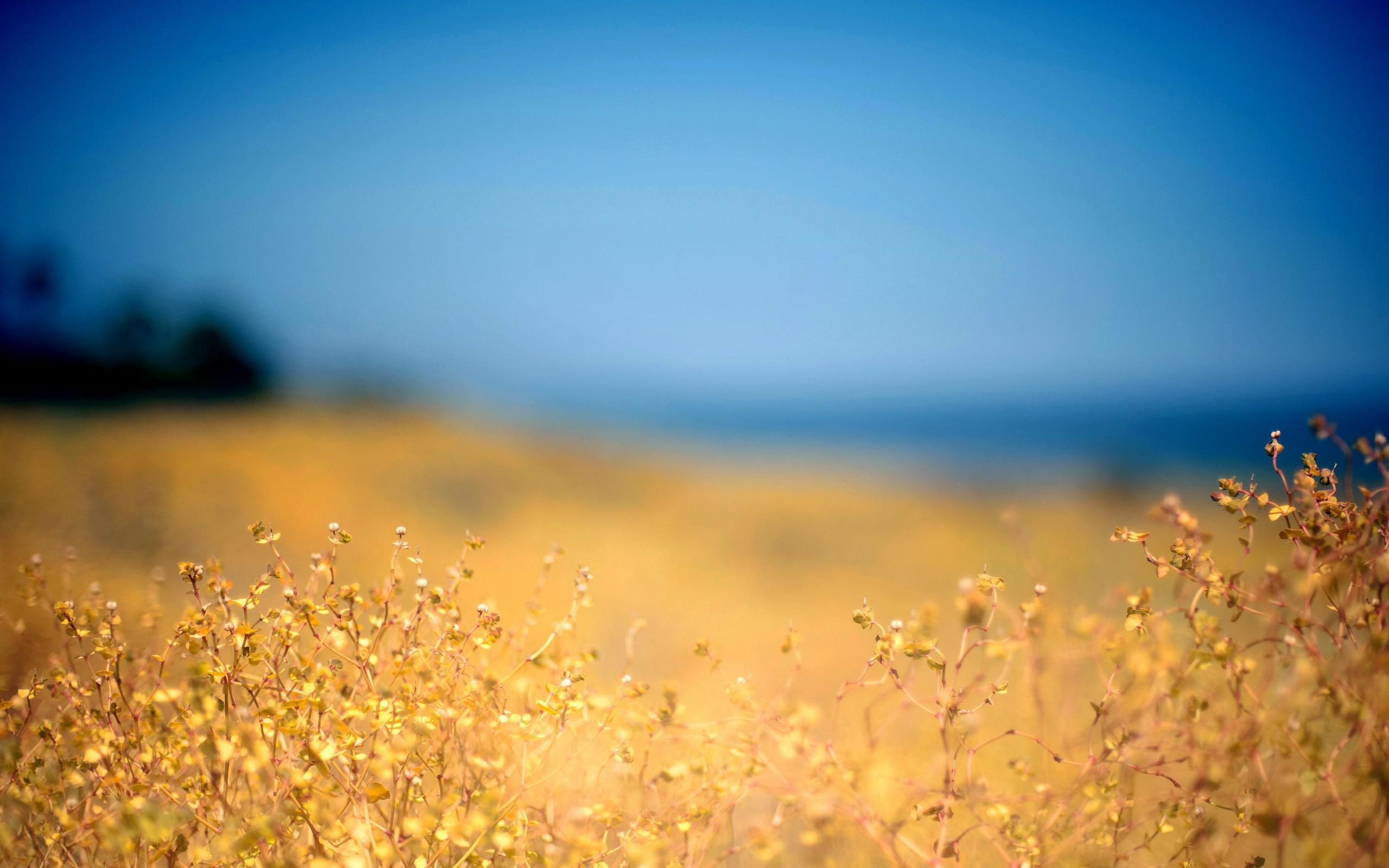 field, withered, flower, images, 2K, beautiful, rapeseed, flowers, background, desktop, HD Wallpaper