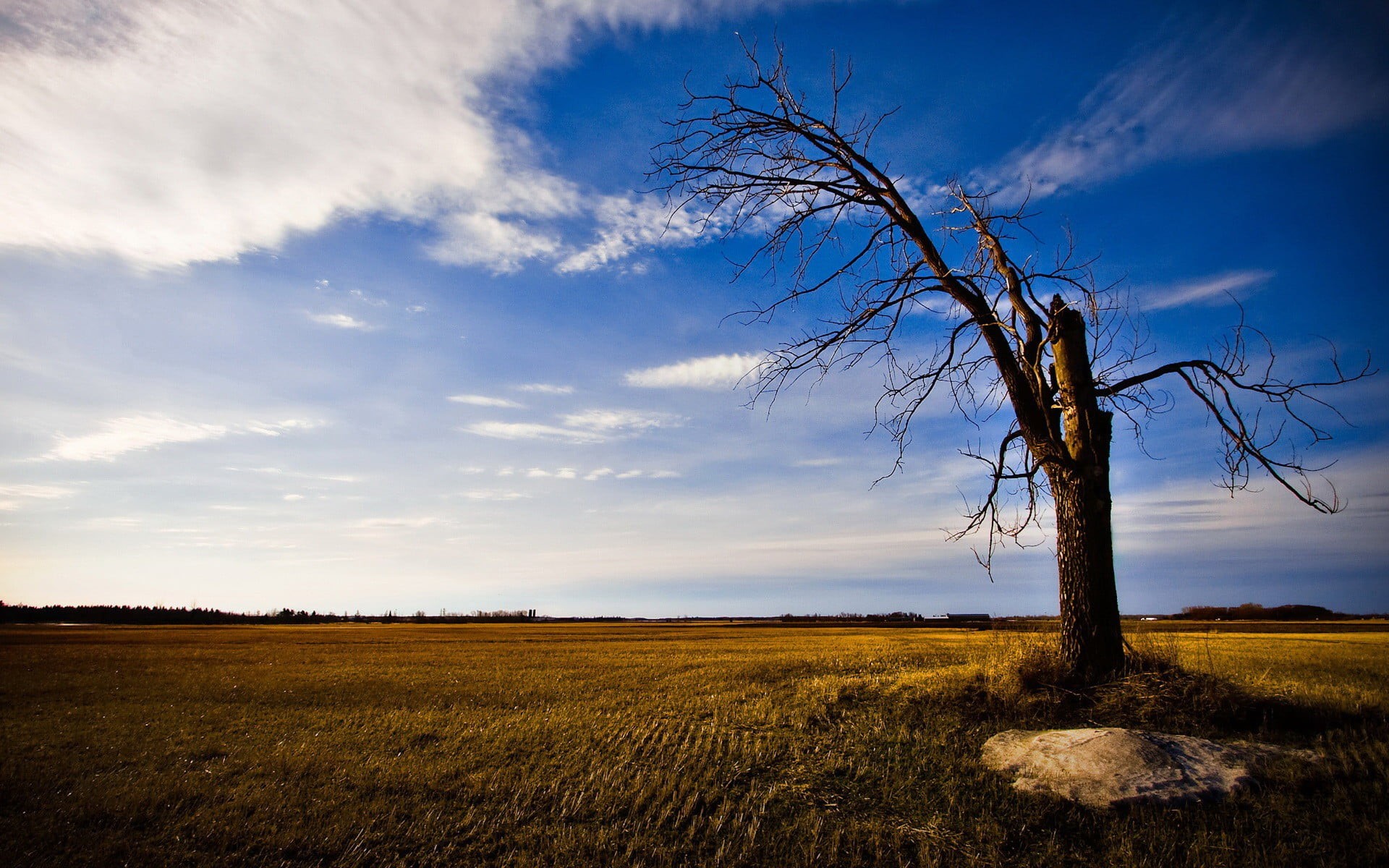 sky, nature, environment, withered, scenics - nature, horizon, 1080P, landscape, outdoors, tranquility, beauty in nature, rural scene, cloud - sky, field, HD Wallpaper