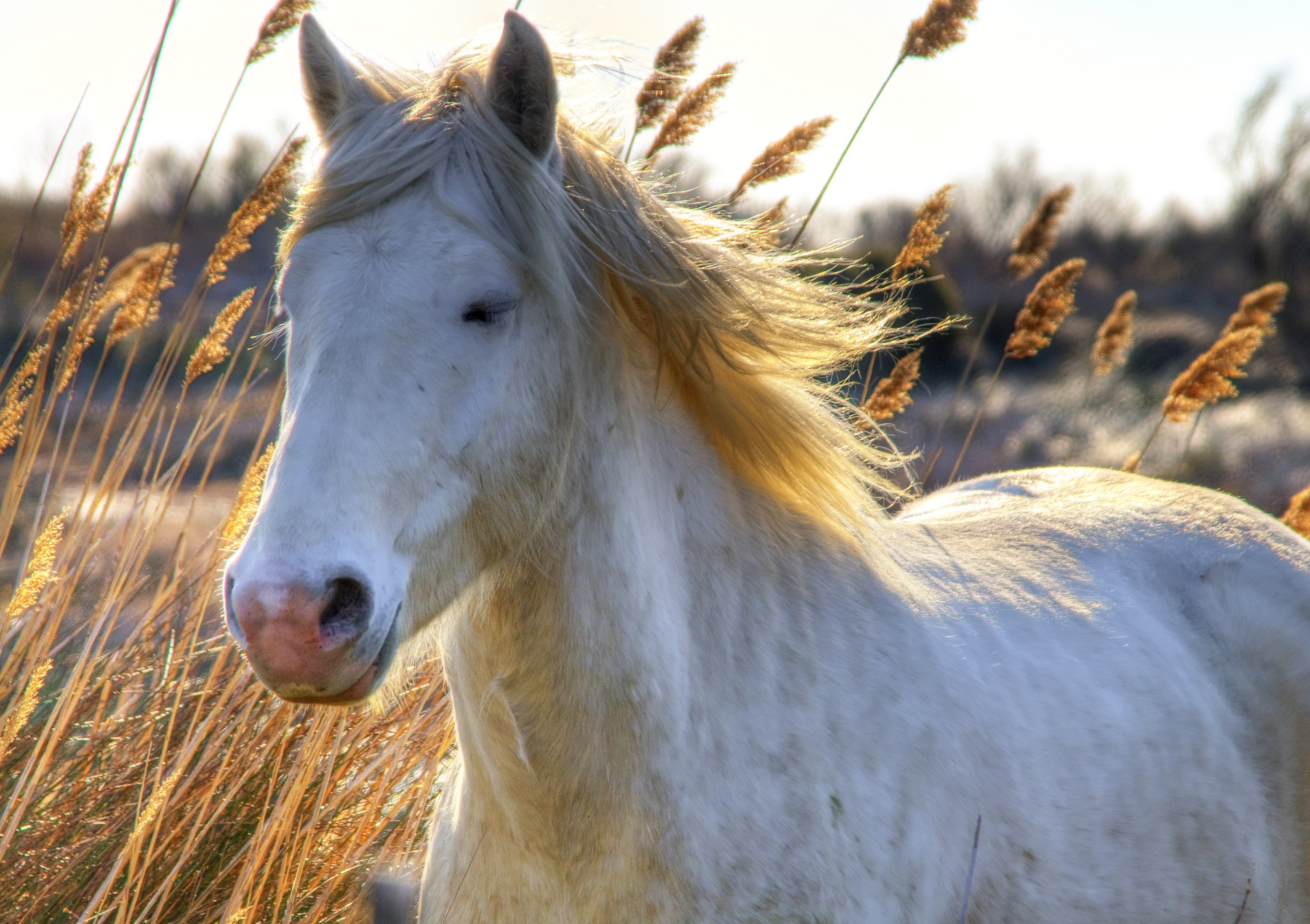 day, time, delta, Camargue horse, animal, côte, horse, South of France, Bouches-du-Rhône, field, mammal, white, 4K, Spring, white horse, Aube, meadow, HD Wallpaper