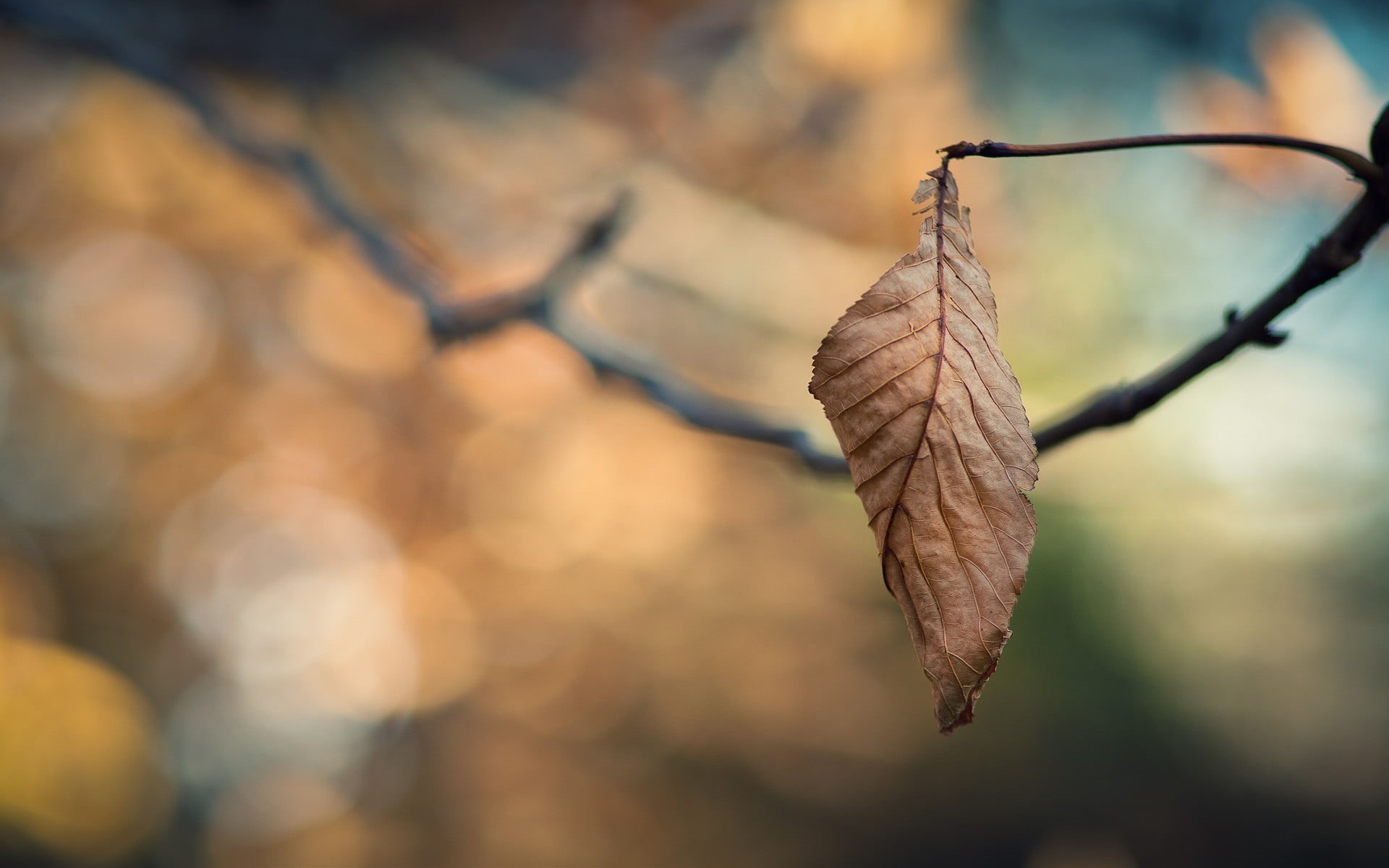 dried, fragility, bright, outdoors, branch, selective Focus, photography, beauty In Nature, springtime, summer, change, environment, focus, 1080P, light - Natural Phenomenon, HD Wallpaper