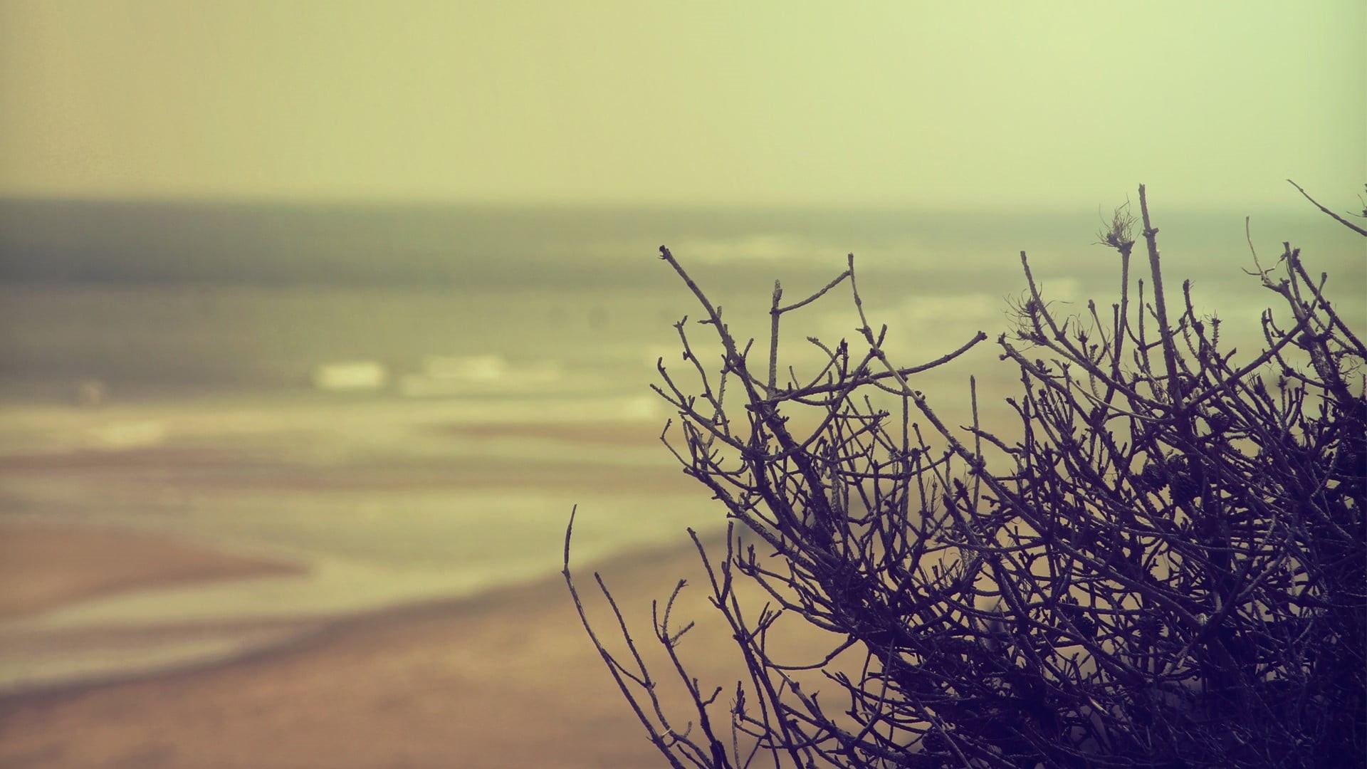 horizon, idyllic, focus, nature, beach, dusk, morning, landscape, depth of field, tranquility, blue, bushes, focus on foreground, scenics - nature, black, HD Wallpaper