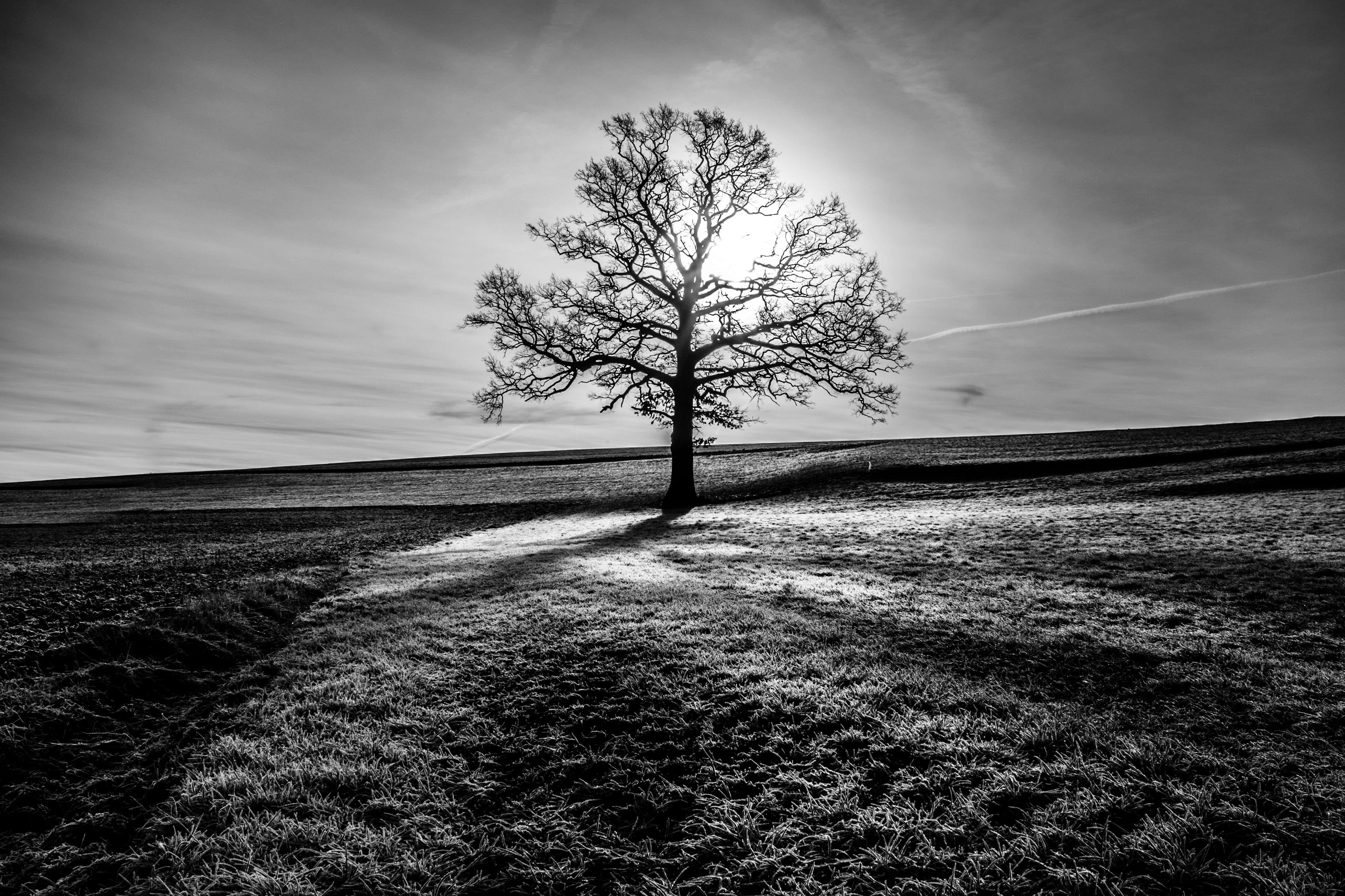 sunlight, landscape, Frank Busch, Tree, Image, meadow, monochrome, sunrise, bandW, blackandwhite, Photography, withered, Pöcking, rural Scene, outdoors, HD Wallpaper