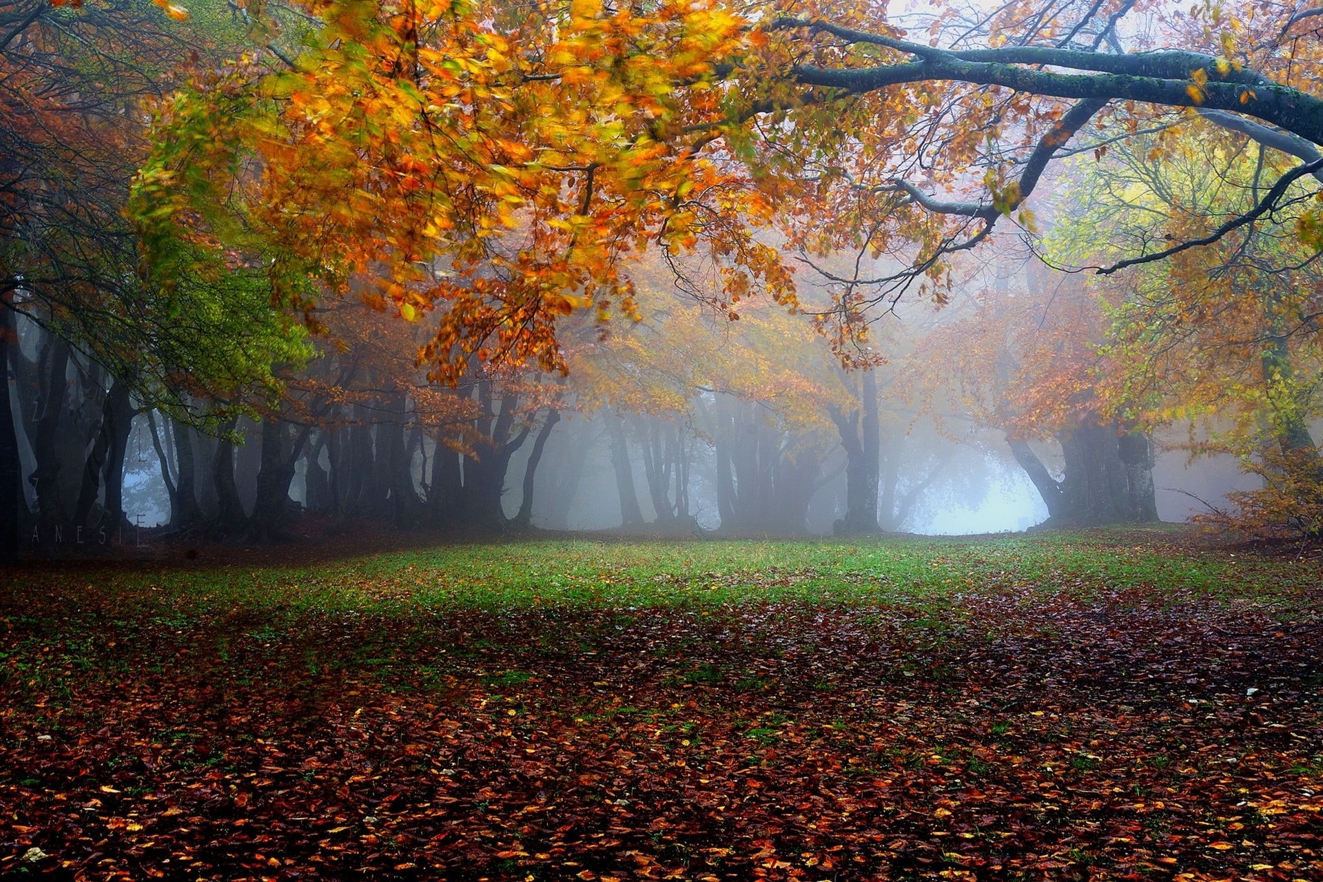 fog, beauty in nature, tree, idyllic, plant part, leaves, trees, no people, tranquility, landscape, change, scenics - nature, outdoors, plant, tranquil scene, HD Wallpaper