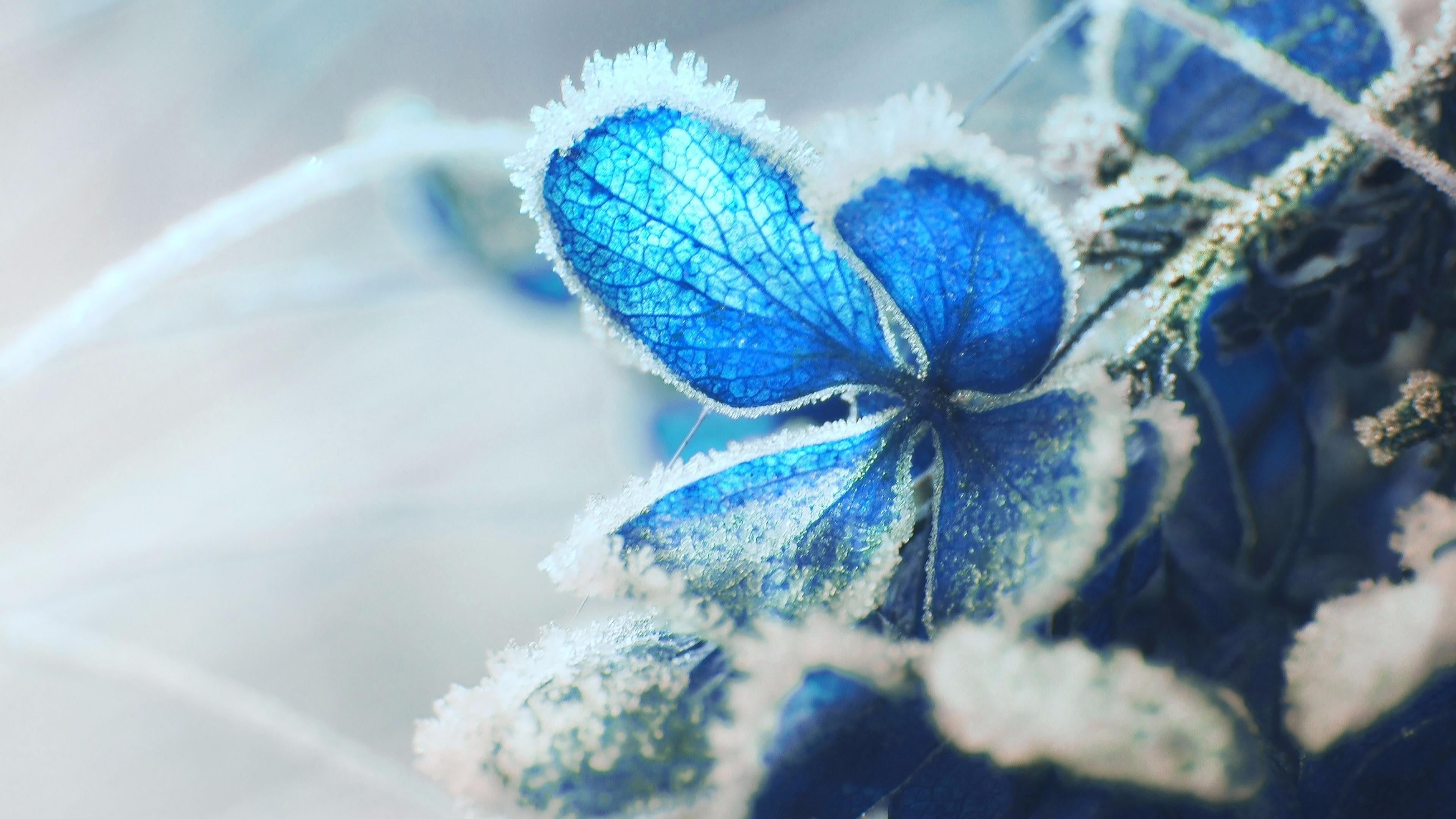 flowering plant, hoarfrost, indoors, macro photography, fragility, hortensia, close-up, hydrangea, purple, 4K, studio shot, nature, beauty in nature, ice, HD Wallpaper
