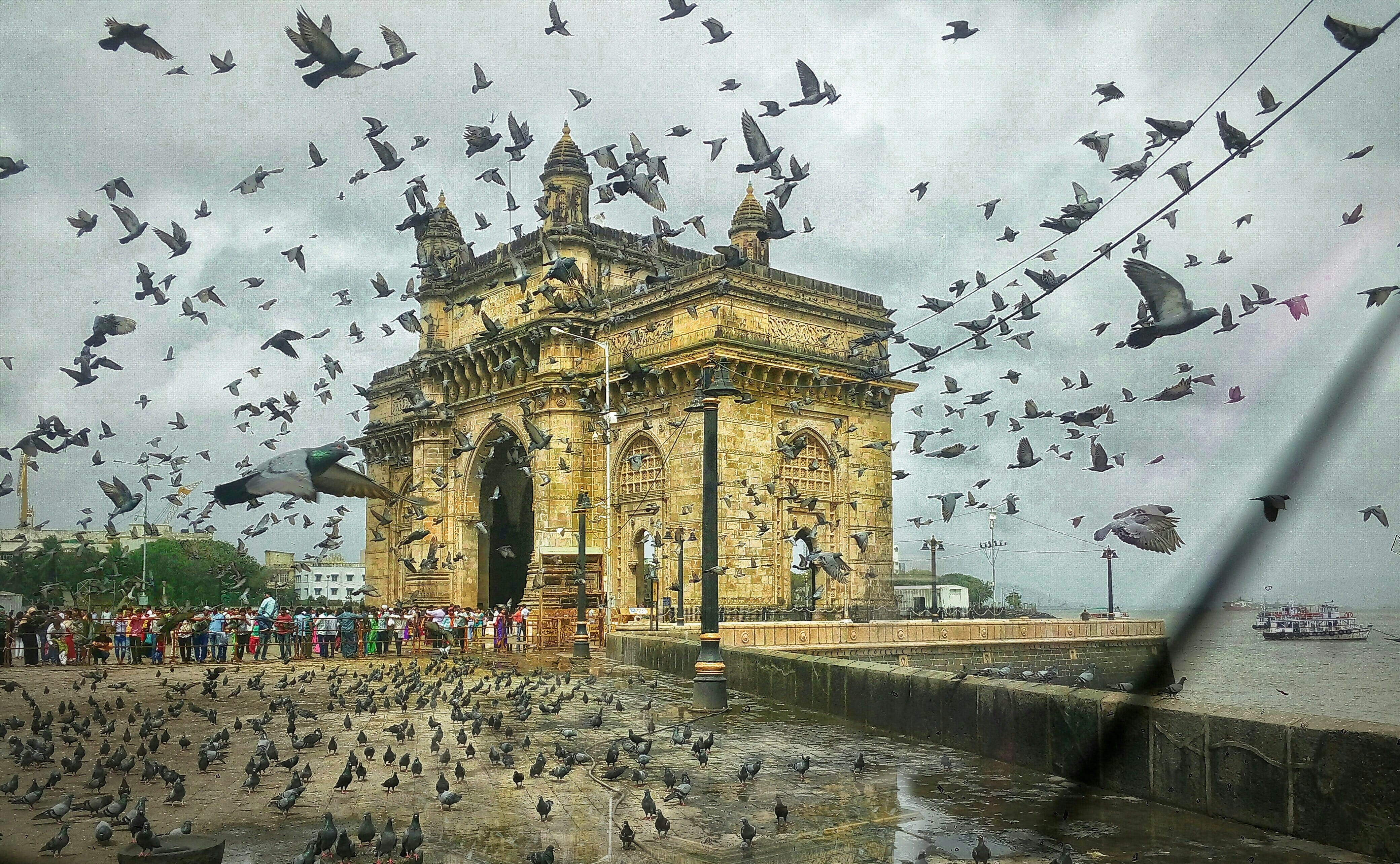 sky, animal wildlife, architecture, religion, bird, travel destinations, the past, animal, animals in the wild, gateway, mumbai, large group of animals, HD Wallpaper